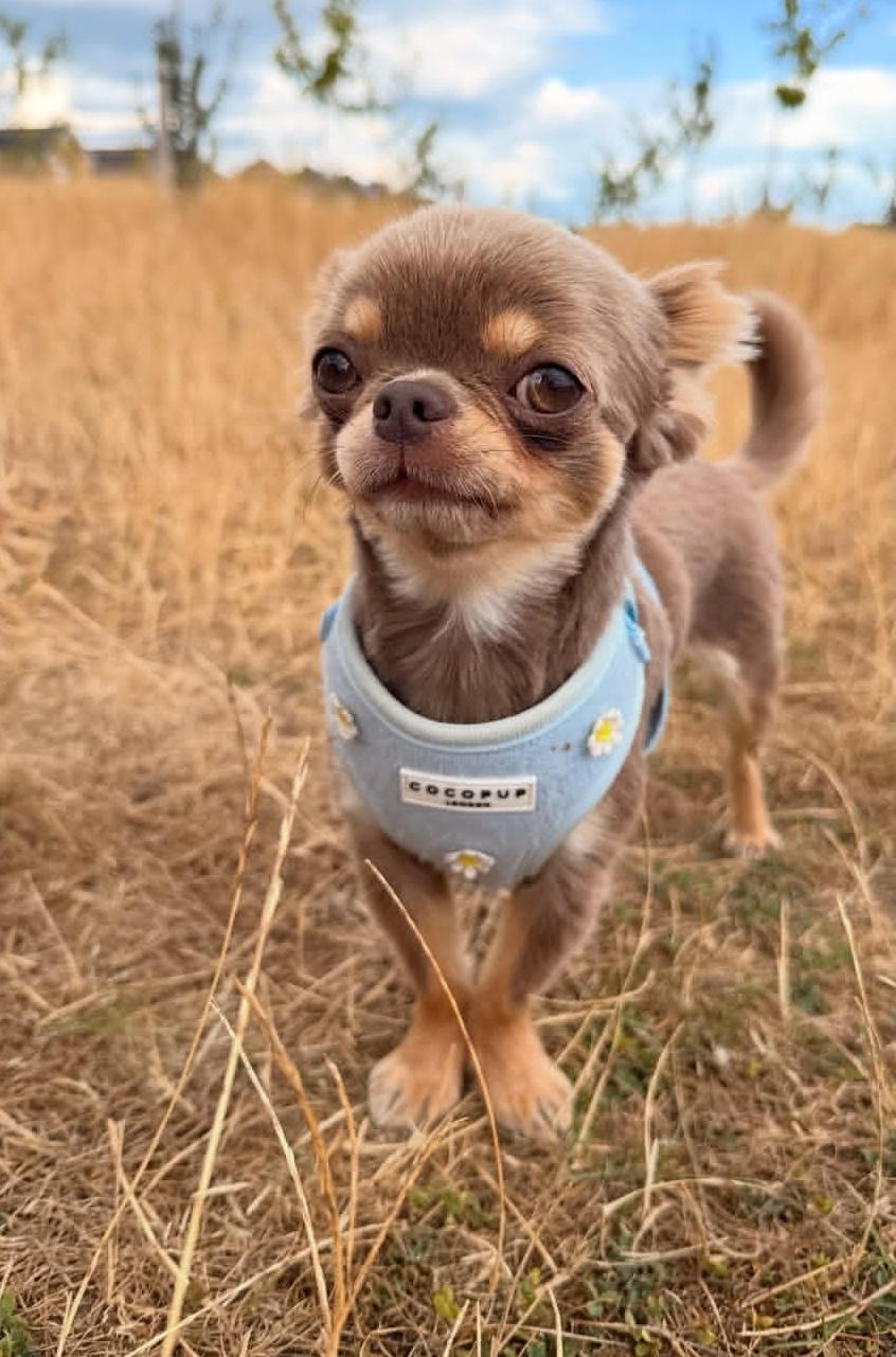Carmelo, Adoptable, Young Male Chihuahua.