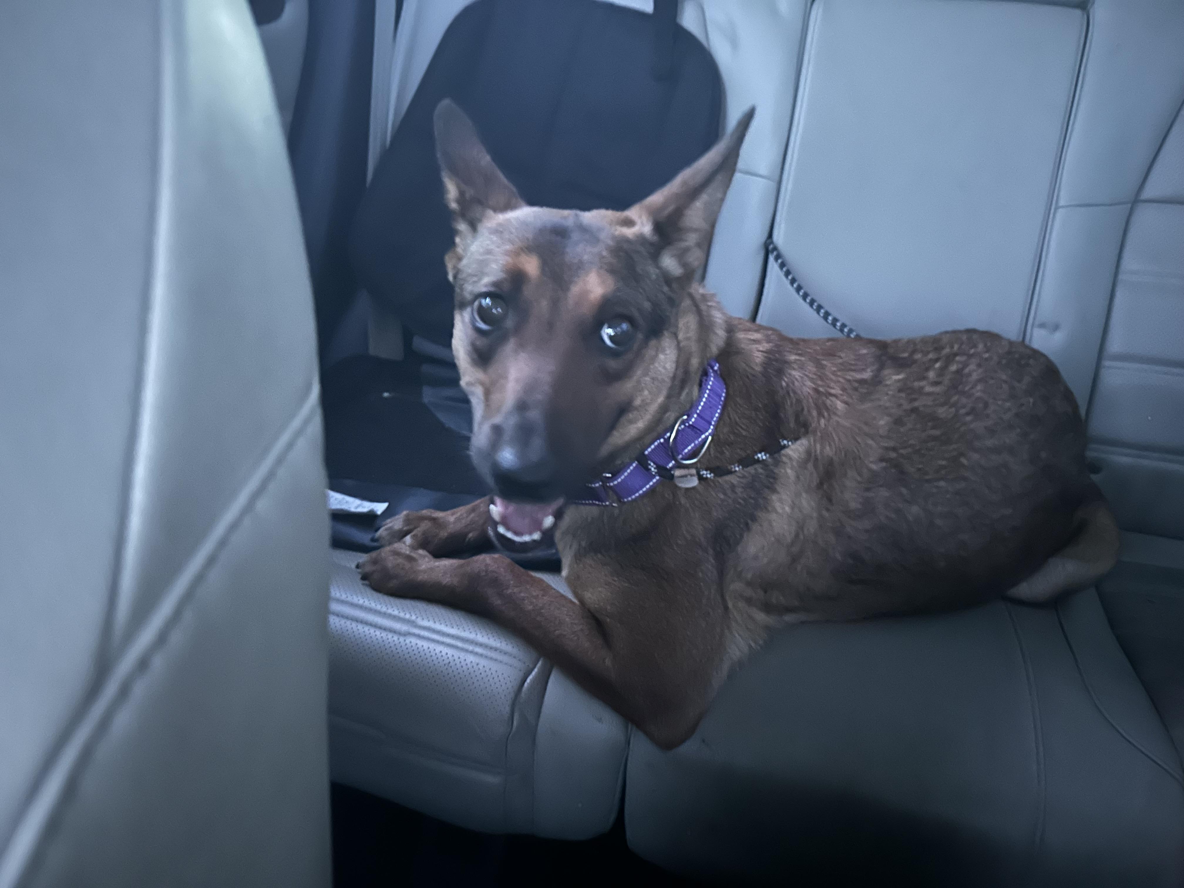 Honey, Adoptable, Adult Female Dutch Shepherd.