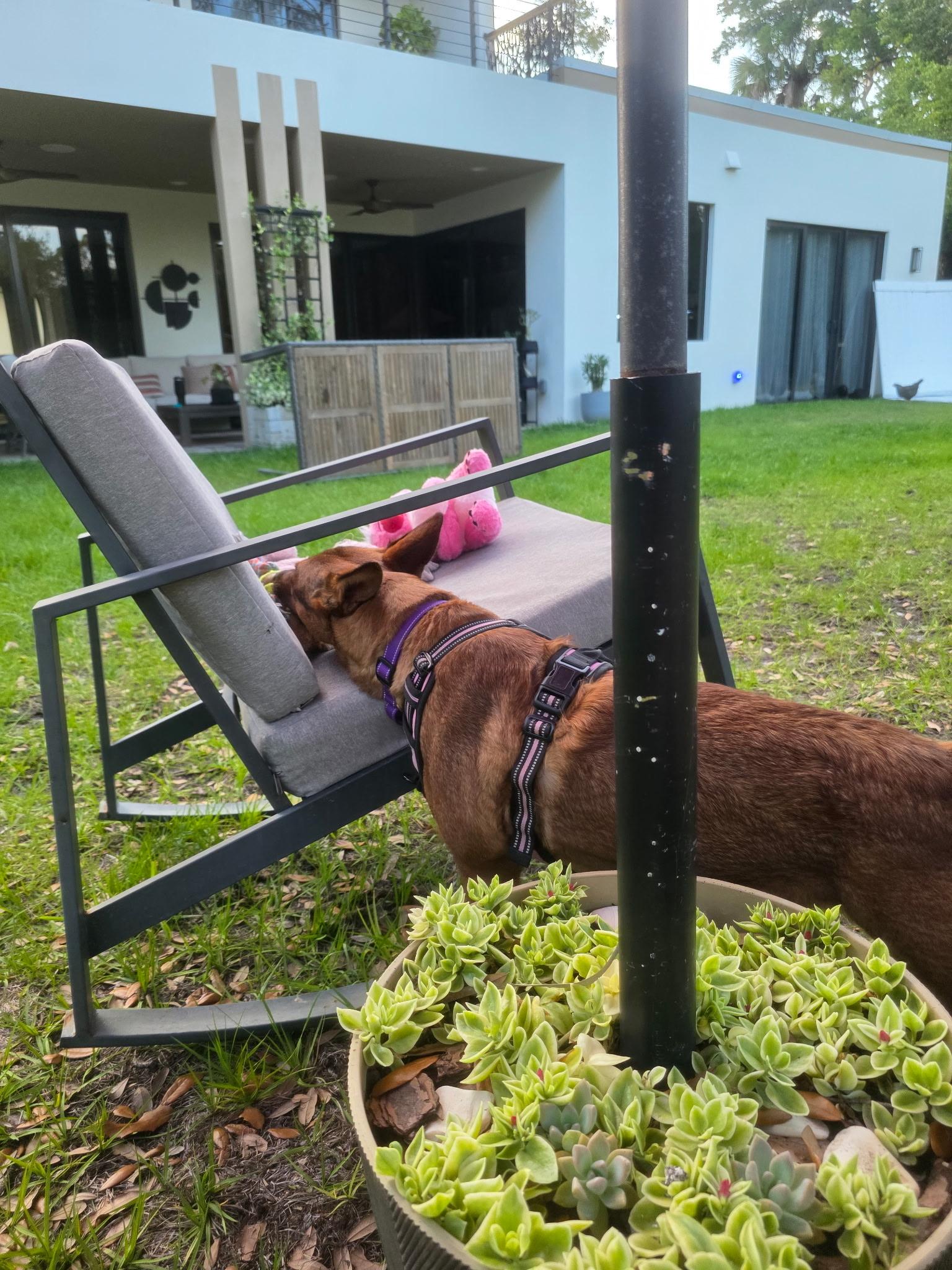 Enlarge Honey, a Adoptable mixed breed in Parrish, FL image 2/6