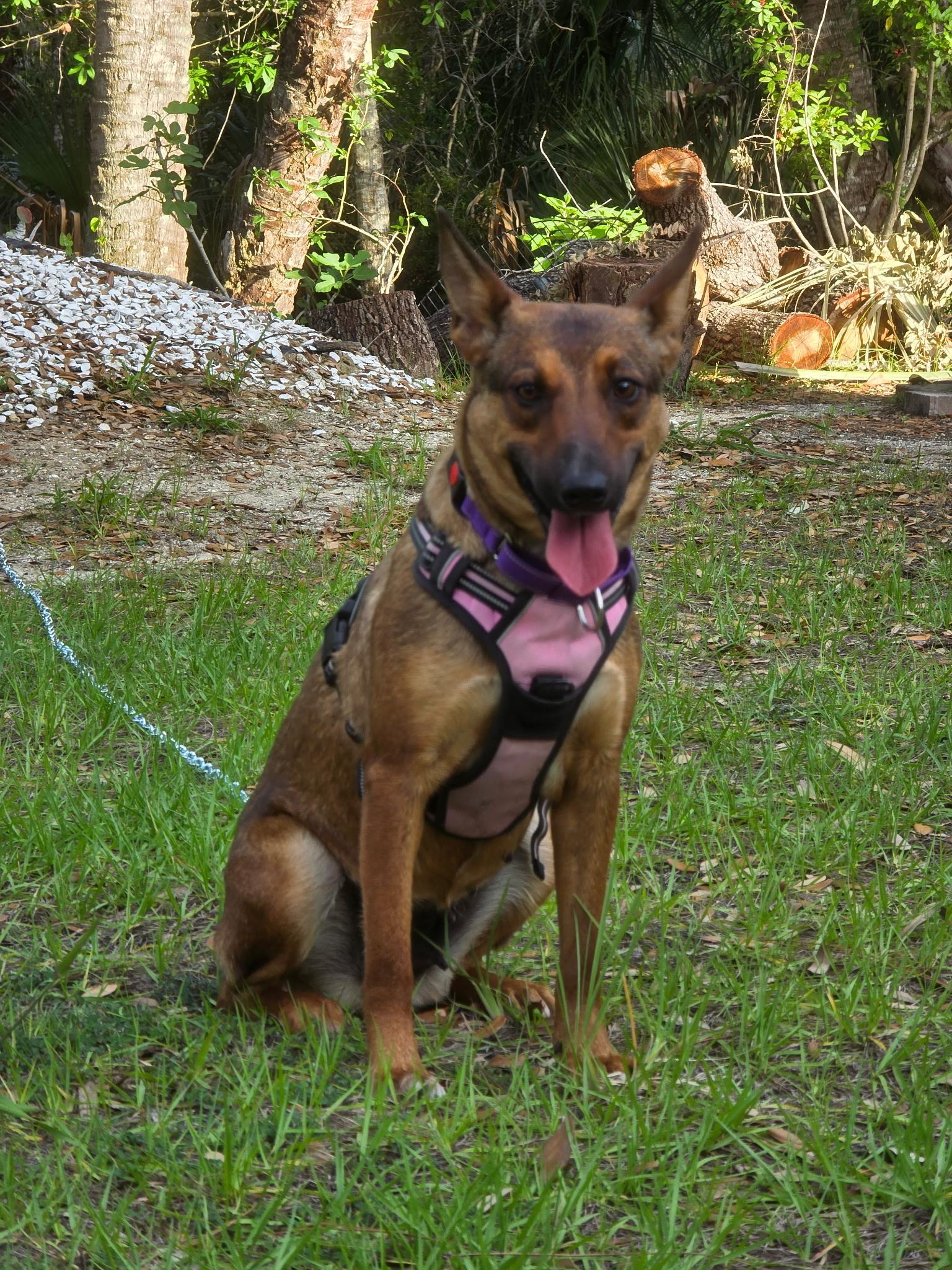 Enlarge Honey, a Adoptable mixed breed in Parrish, FL image 3/6