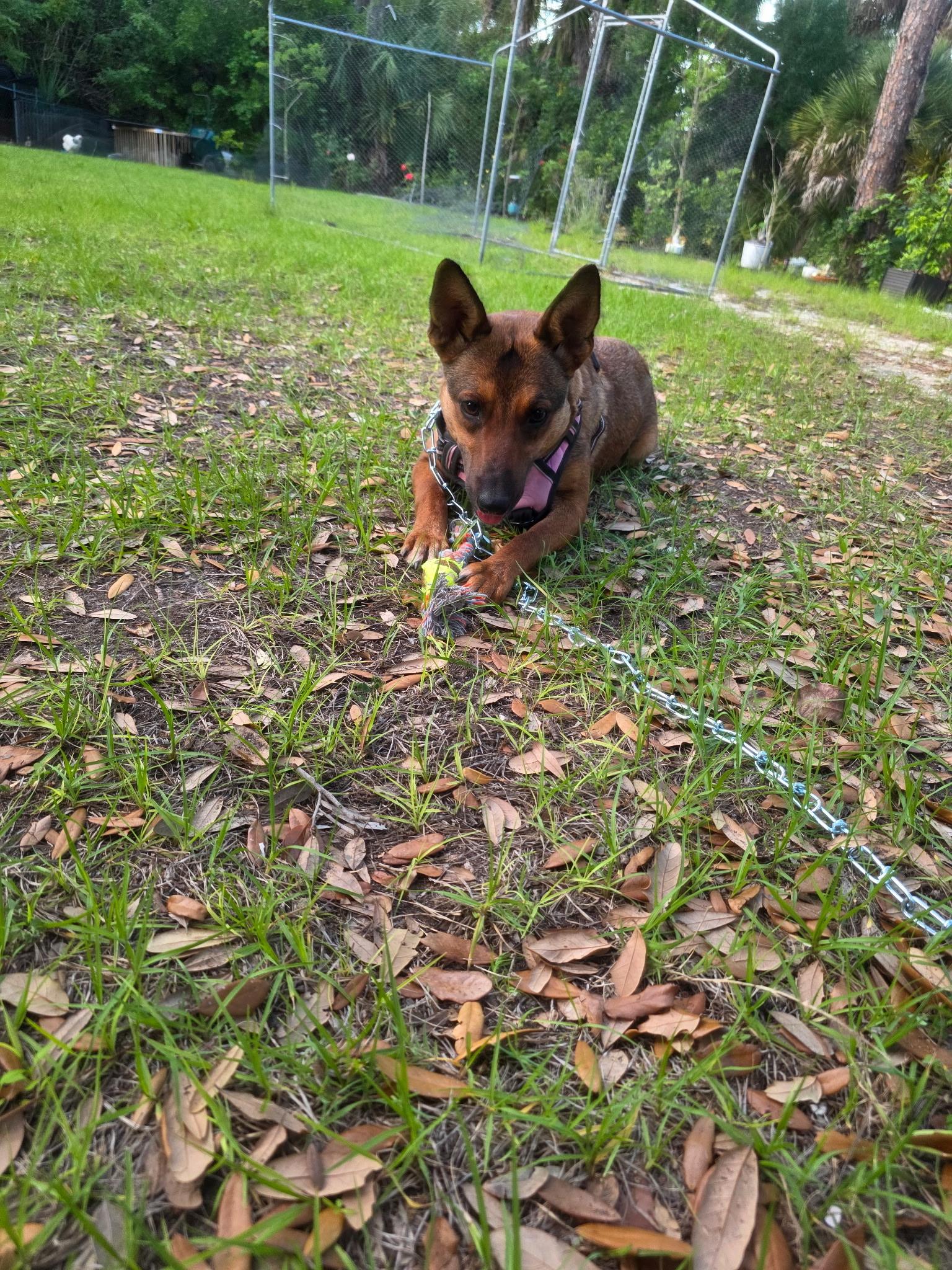 Enlarge Honey, a Adoptable mixed breed in Parrish, FL image 4/6