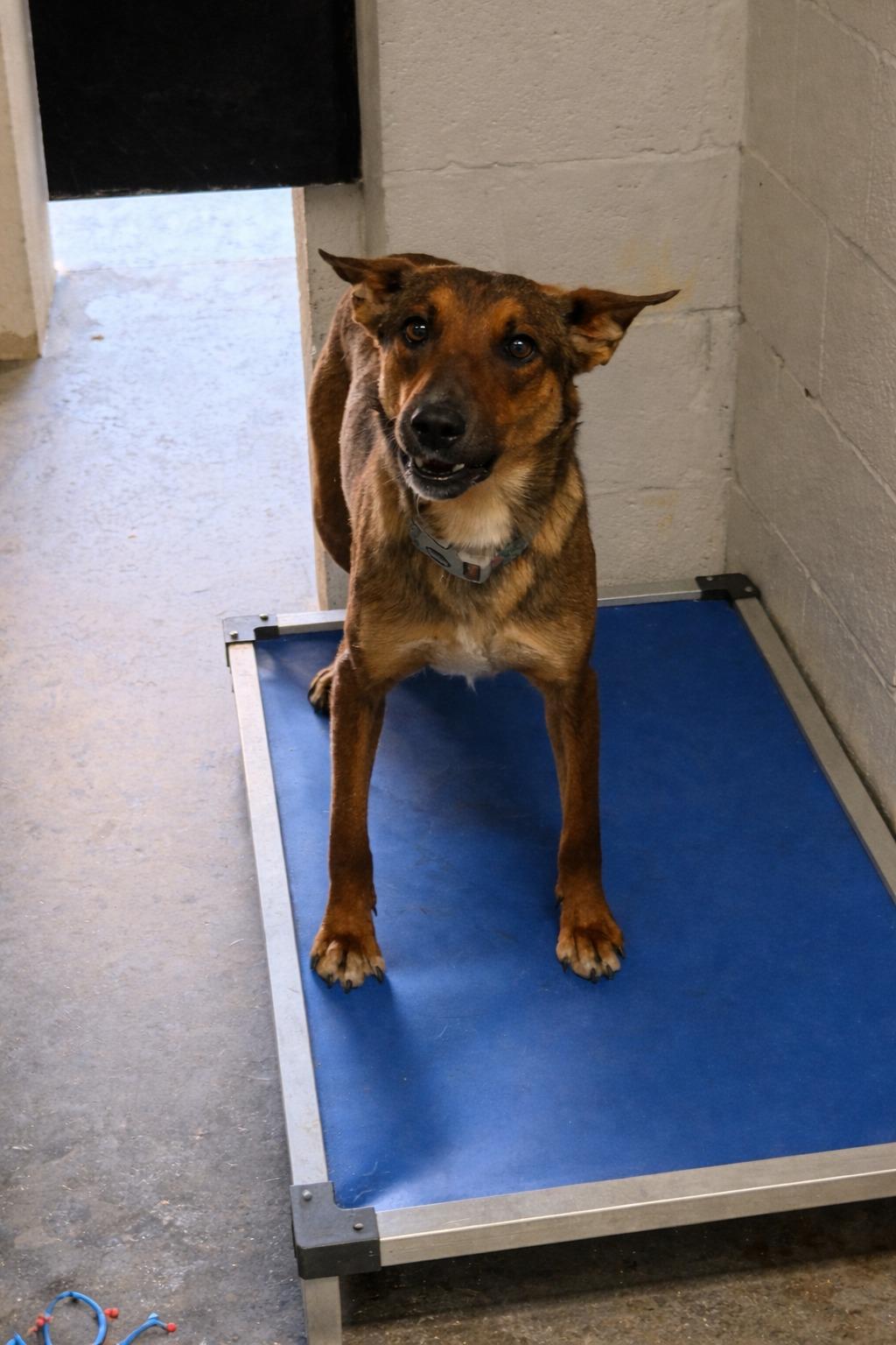 Enlarge Honey, a Adoptable mixed breed in Parrish, FL image 5/6