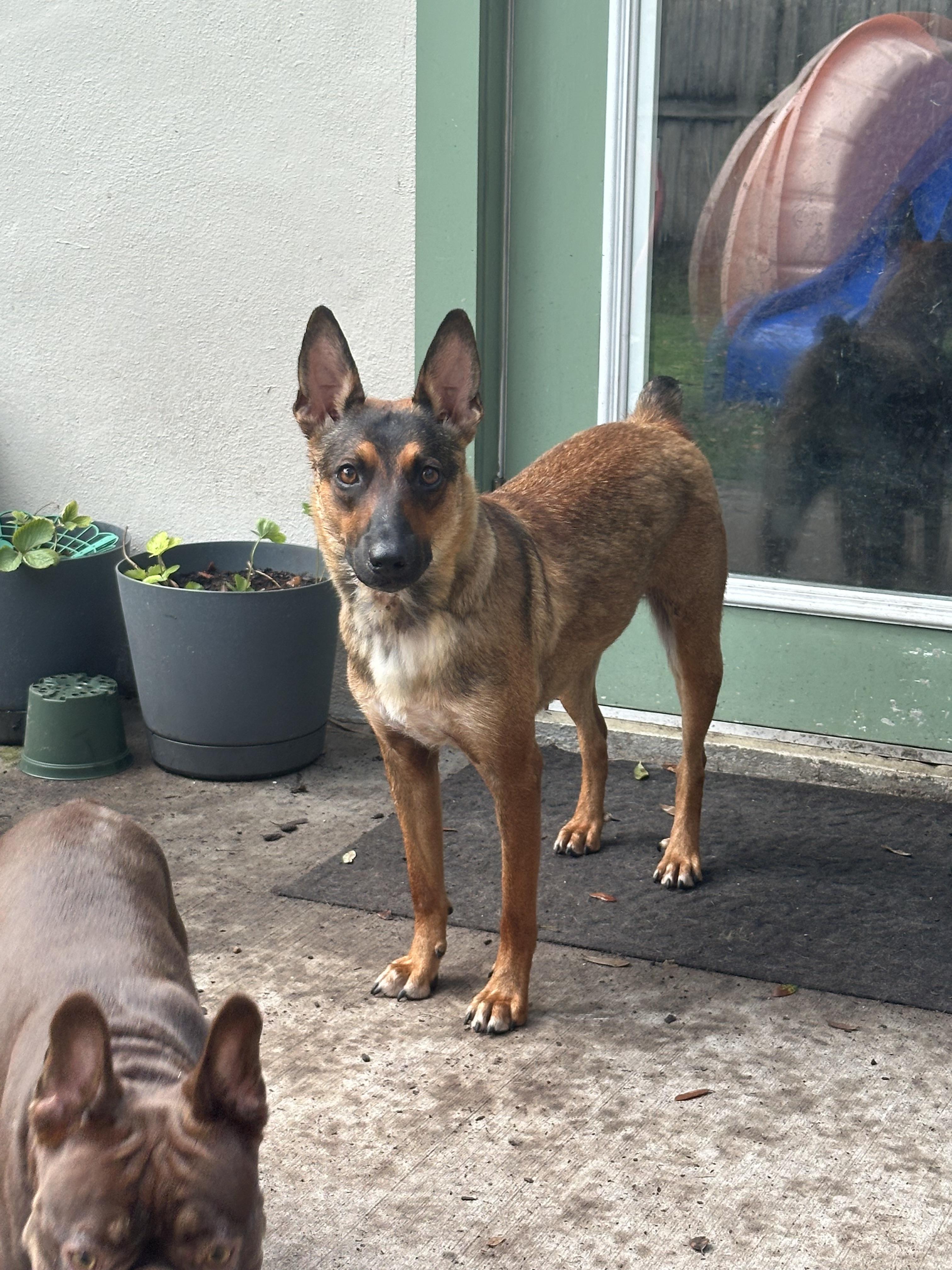 Enlarge Gigi, a Adoptable mixed breed in Parrish, FL image 3/6