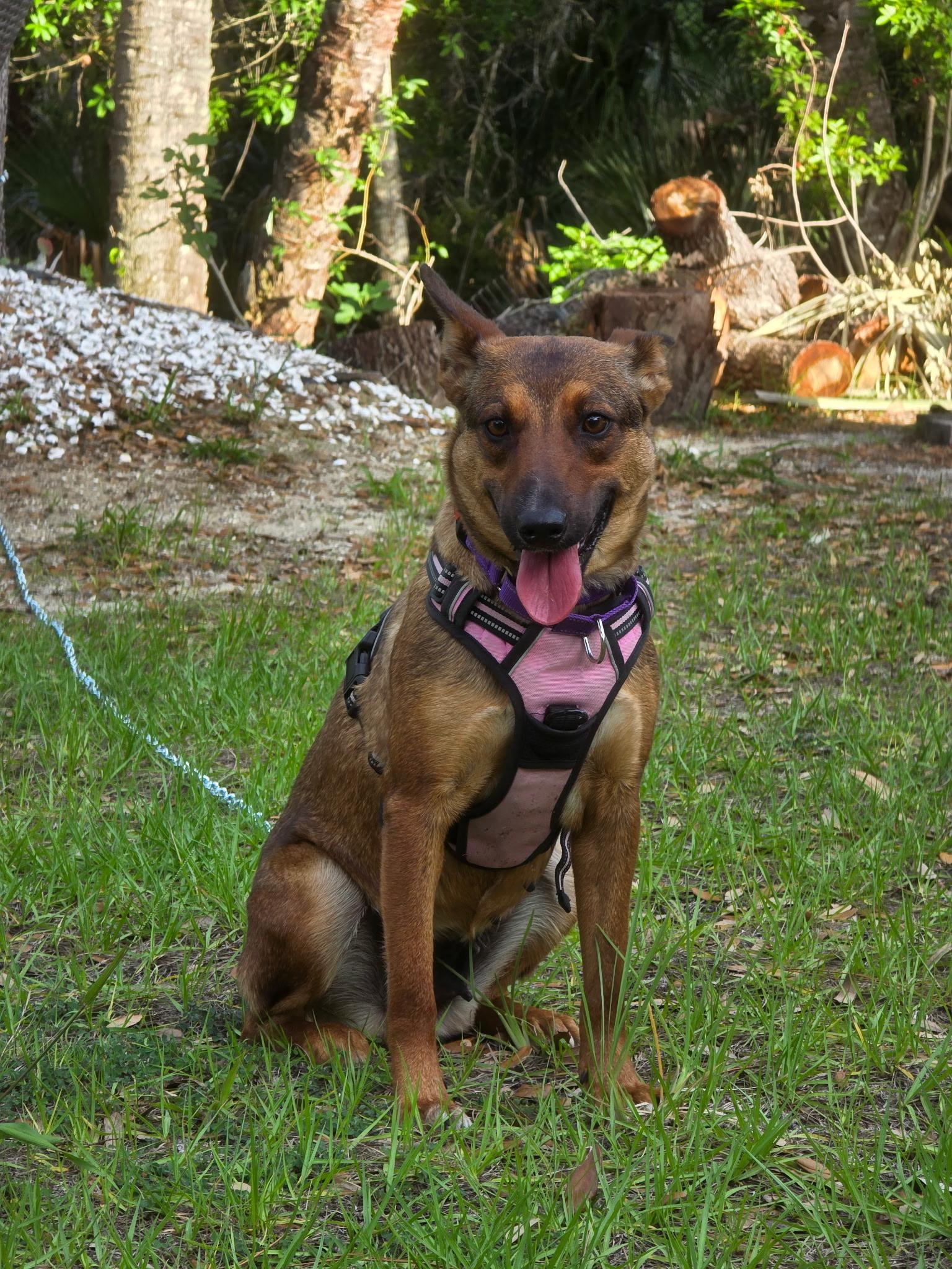 Enlarge Honey, a Adoptable mixed breed in Parrish, FL image 6/6