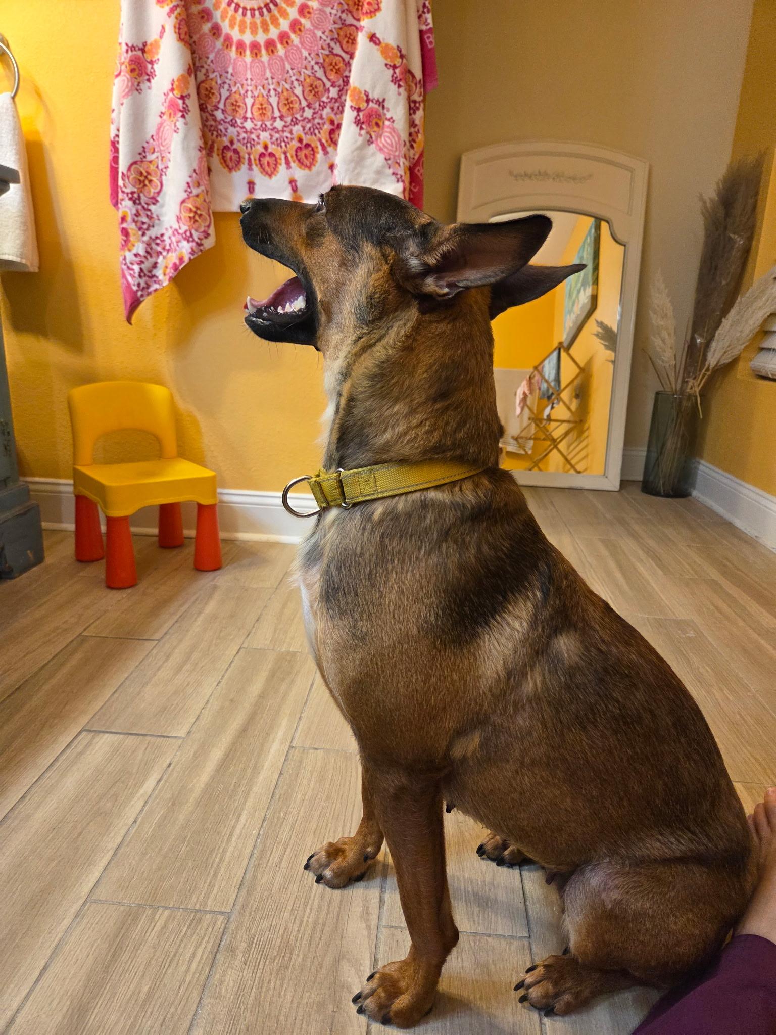Enlarge Gigi, a Adoptable mixed breed in Parrish, FL image 4/6