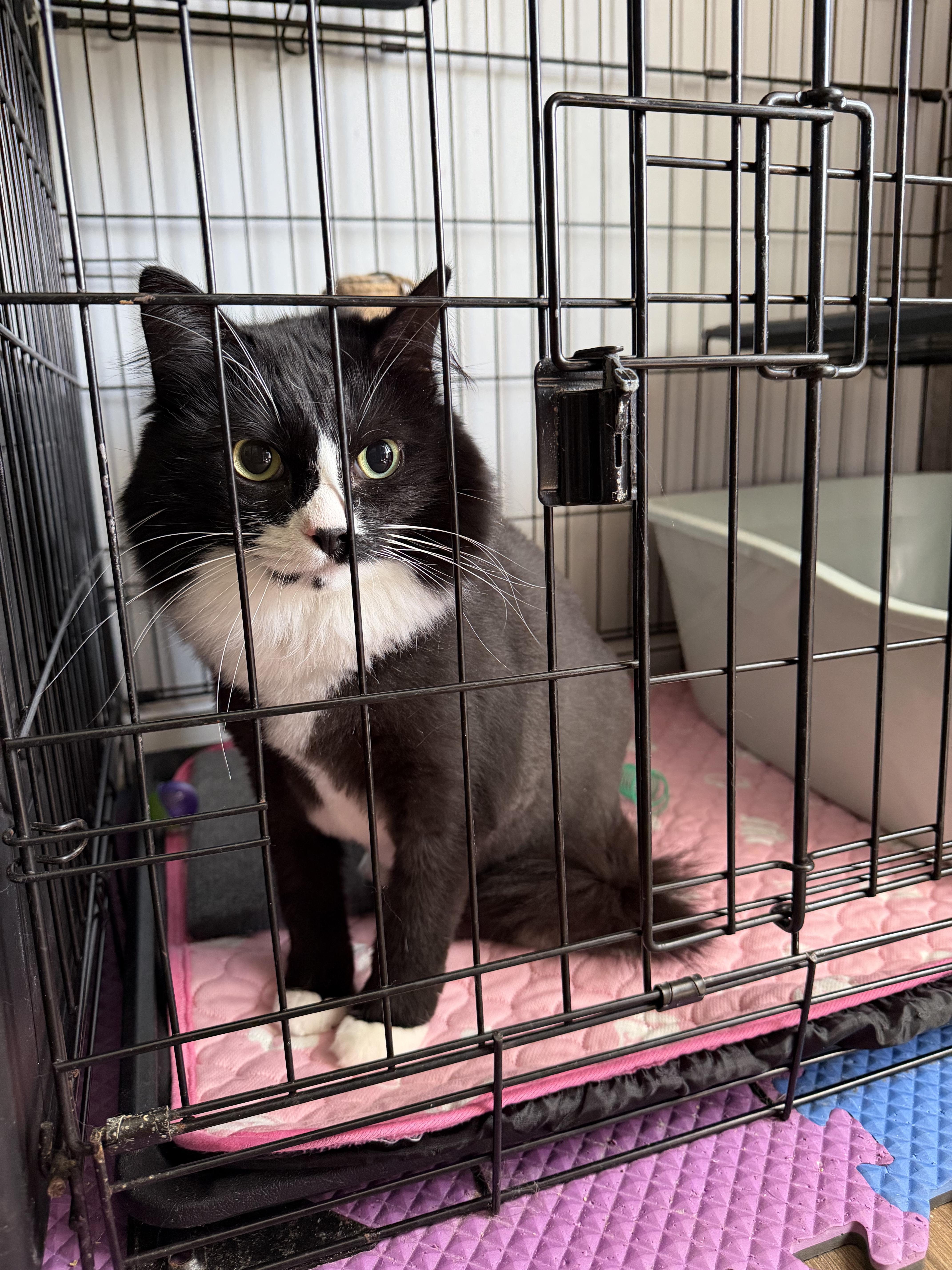 Enlarge Ophelia, a Adoptable mixed breed in Goodlettsville, TN image 1/6