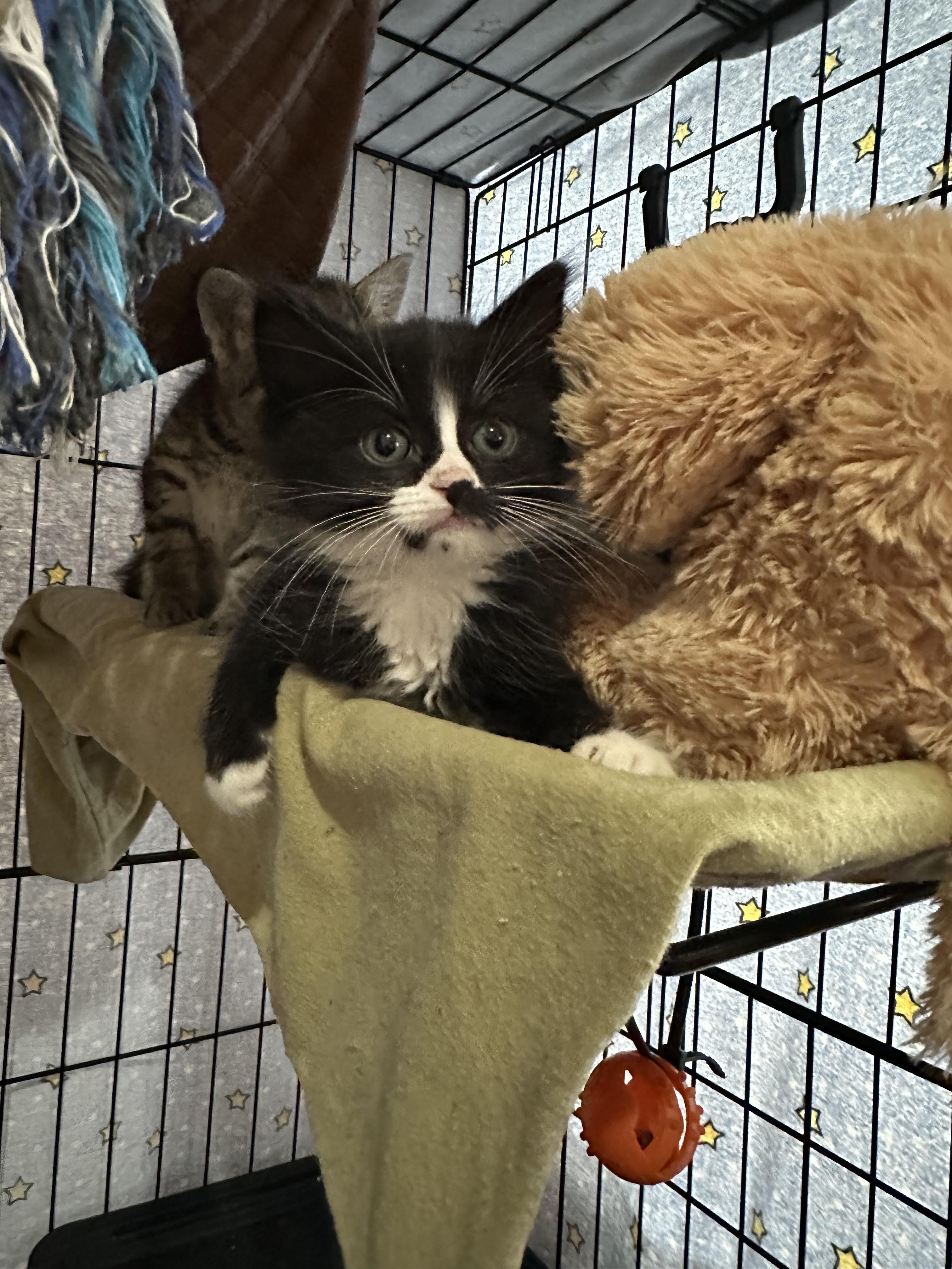 Enlarge Ophelia, a Adoptable mixed breed in Goodlettsville, TN image 3/6