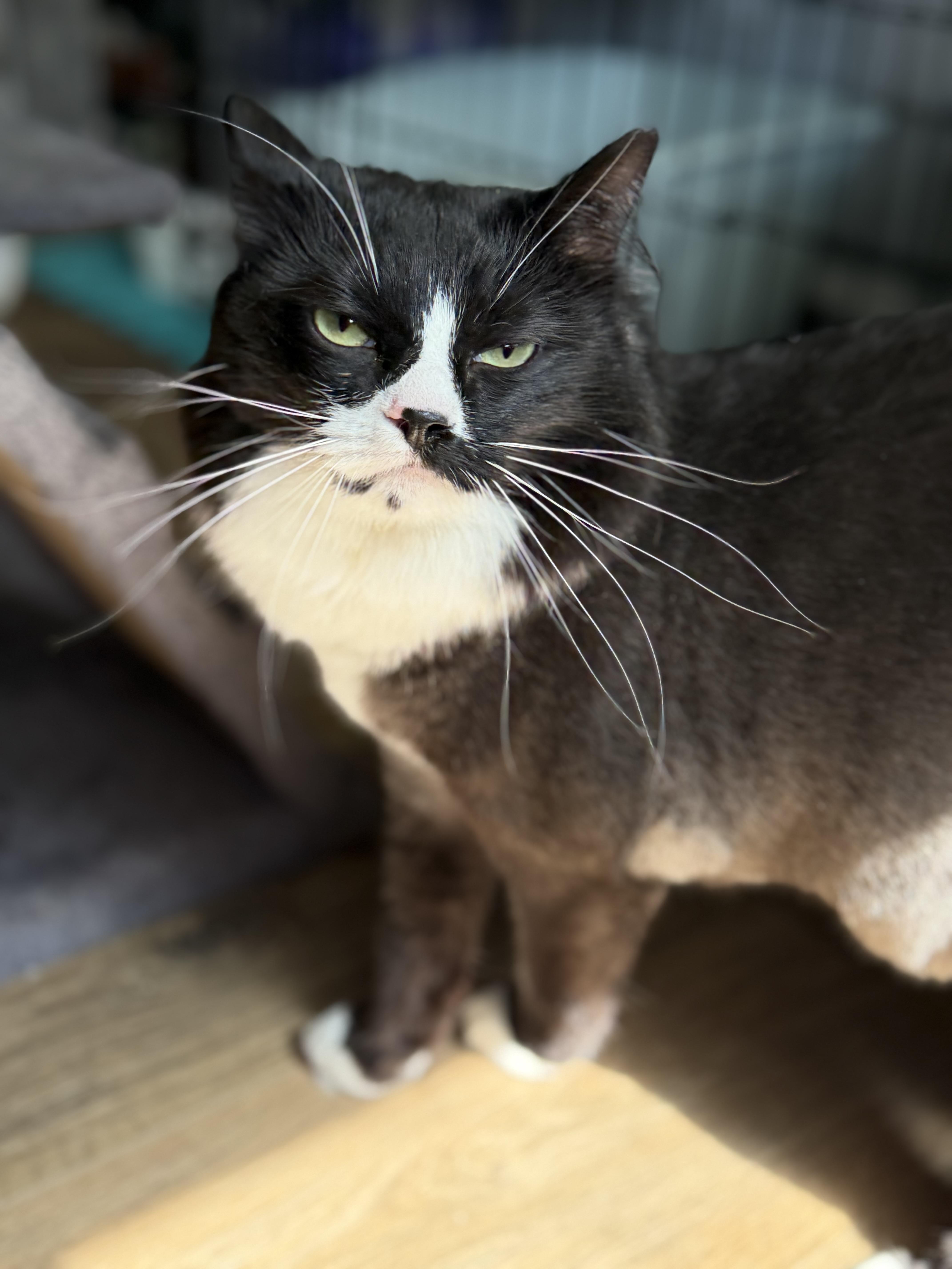 Ophelia, Adoptable, Adult Female Domestic Long Hair.