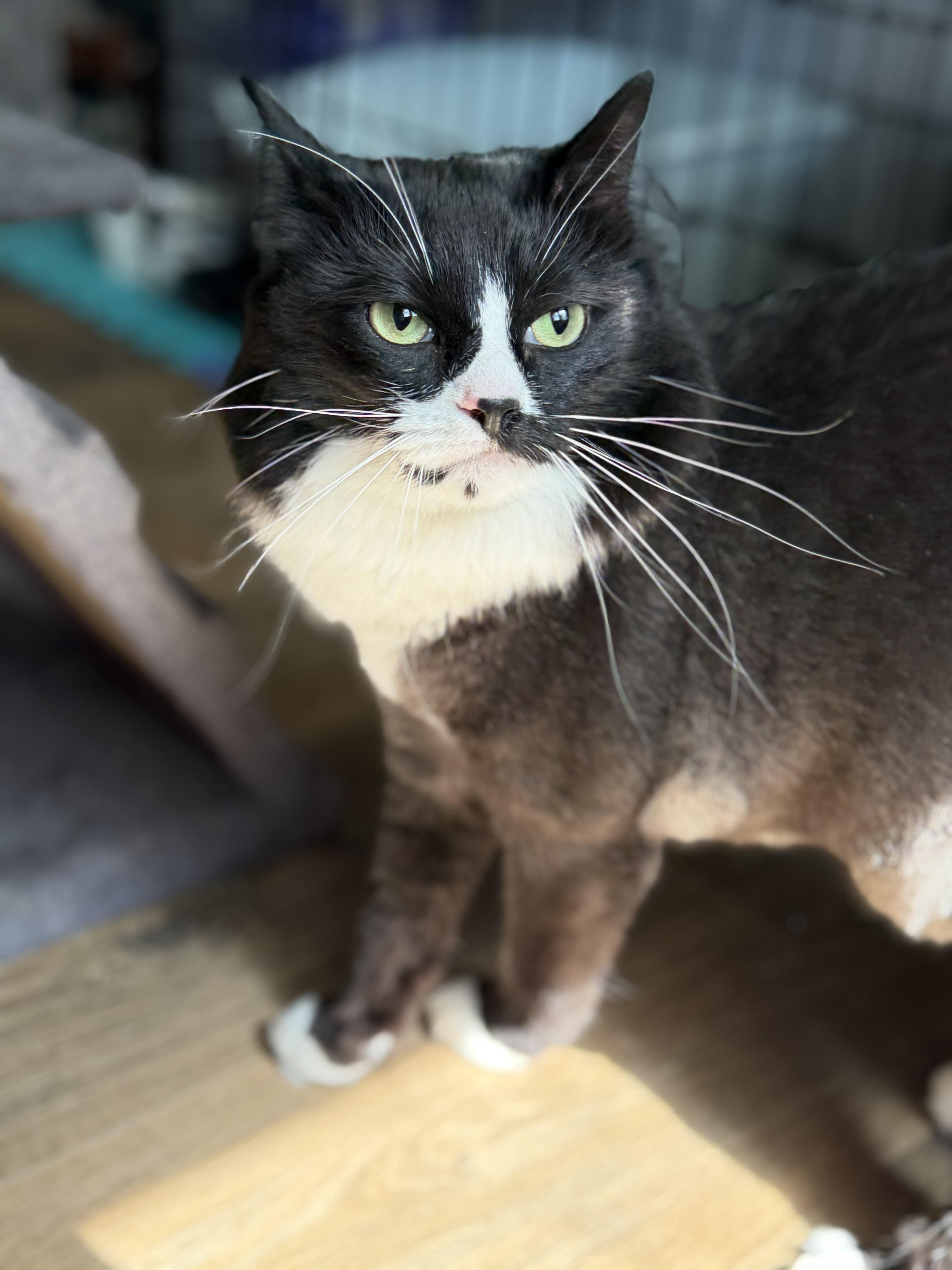 Enlarge Ophelia, a Adoptable mixed breed in Goodlettsville, TN image 6/6