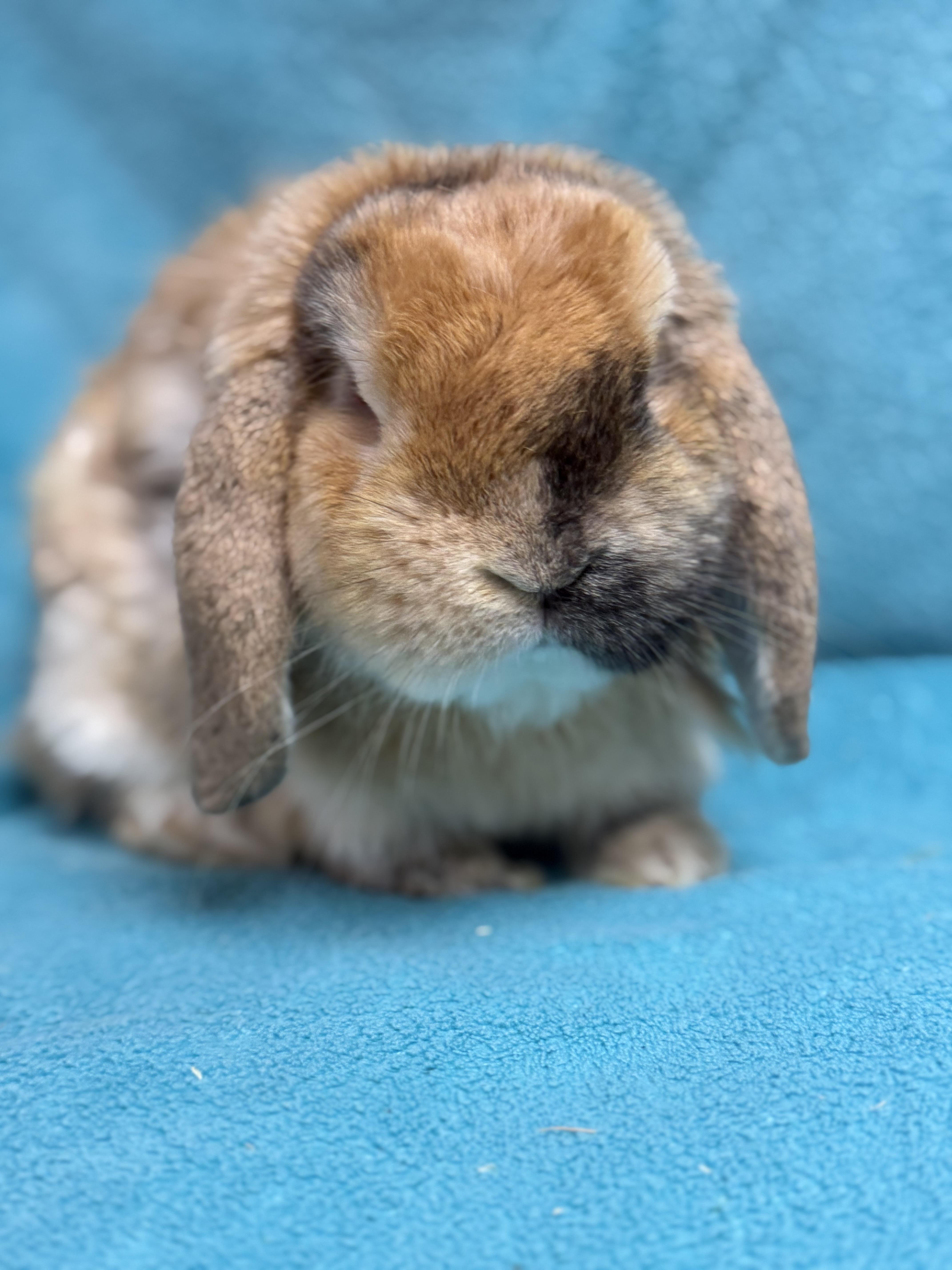 Ben, adopted, Young Male Holland Lop.
