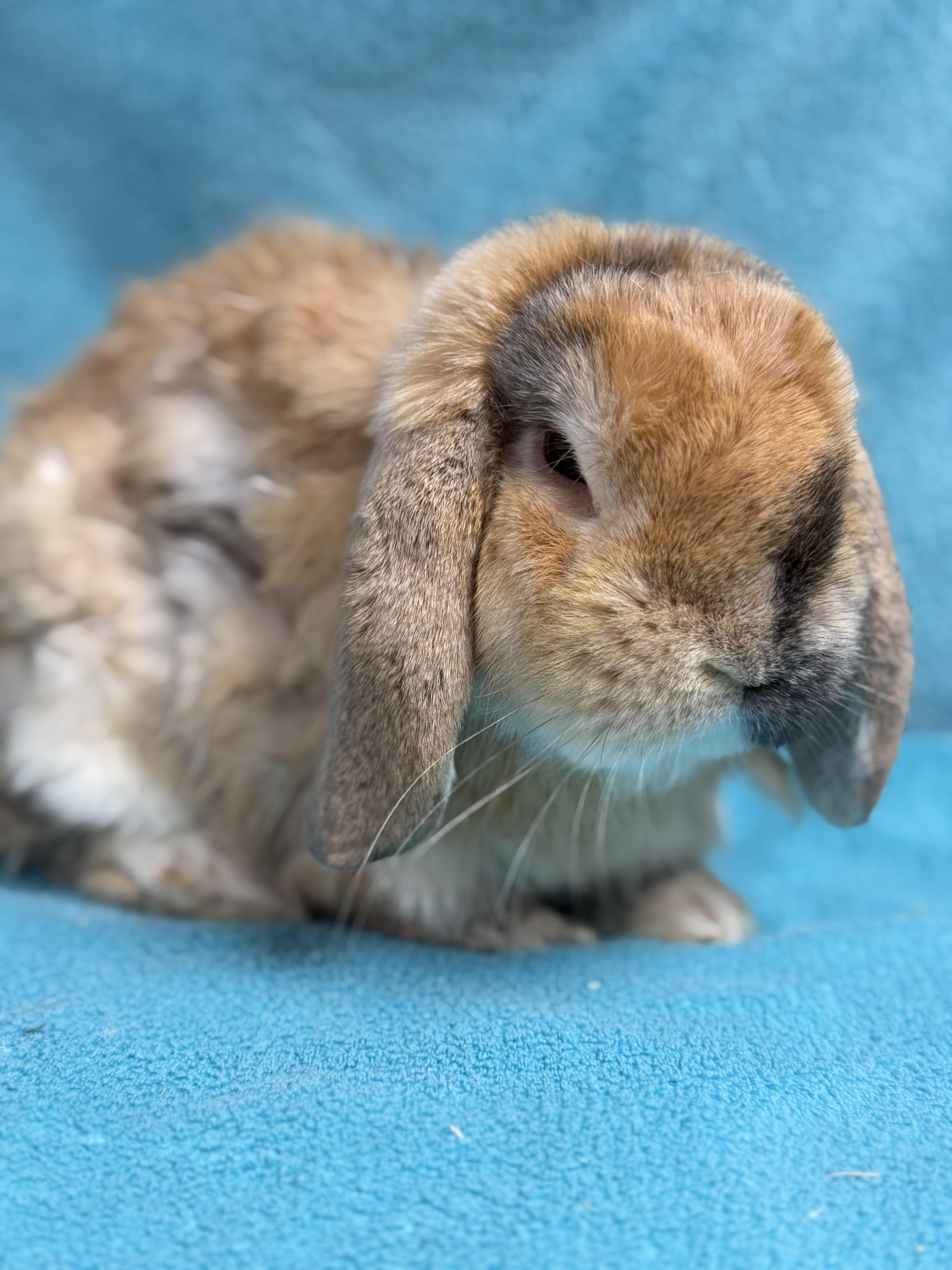 Enlarge Ben, an adopted Holland Lop in Edinburg, PA image 5/6
