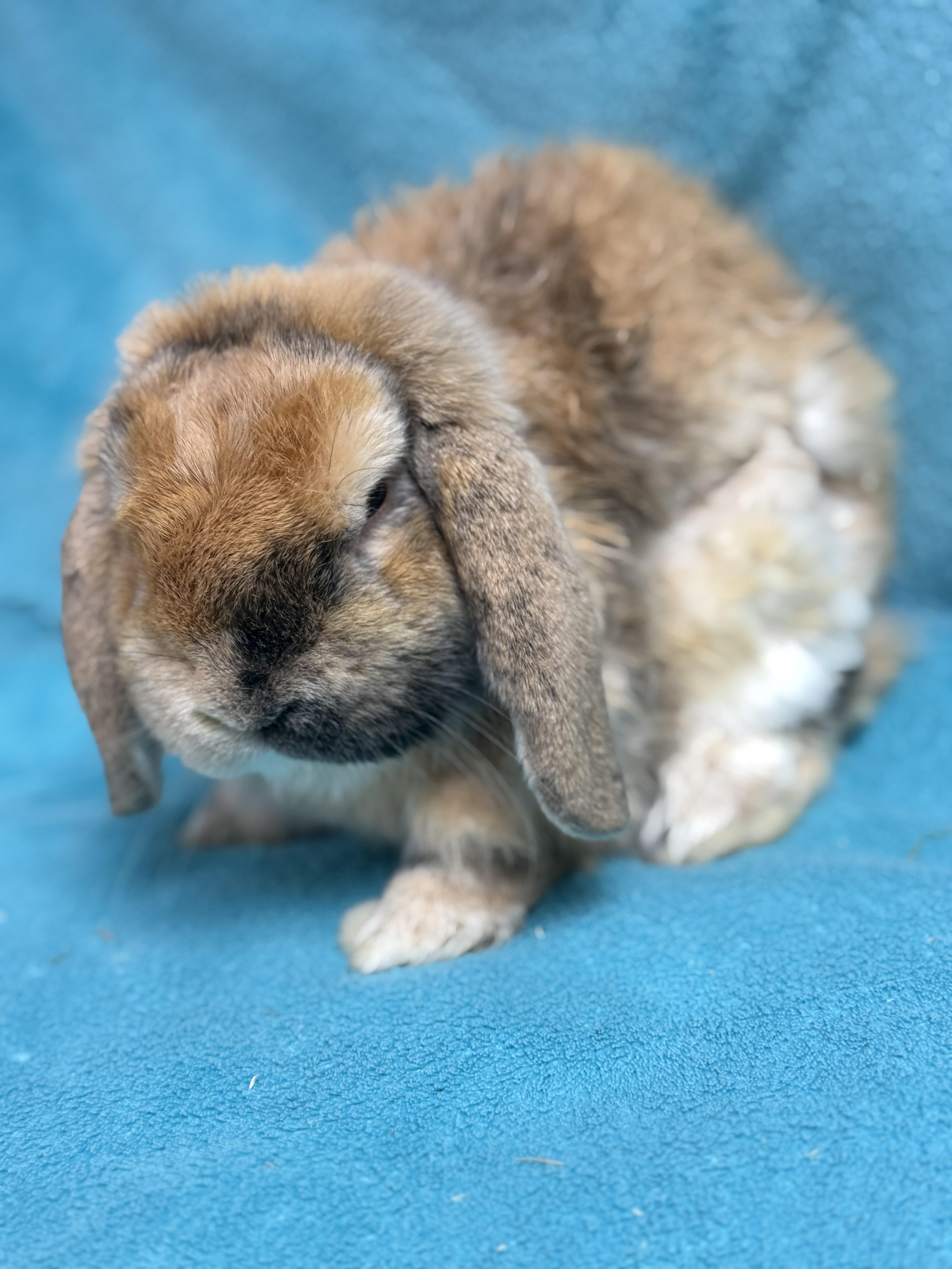 Enlarge Ben, an adopted Holland Lop in Edinburg, PA image 6/6