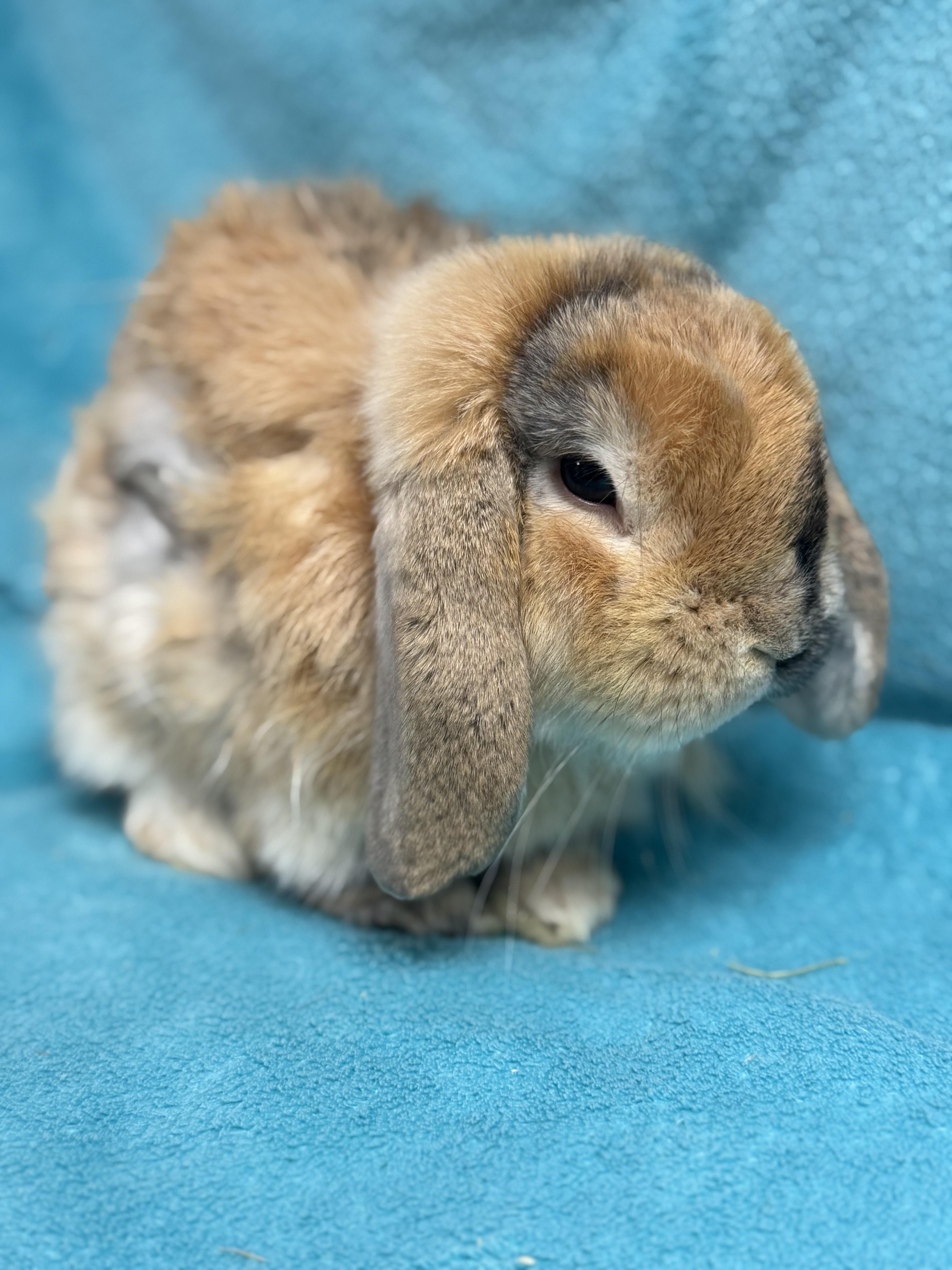 Enlarge Ben, an adopted Holland Lop in Edinburg, PA image 3/6