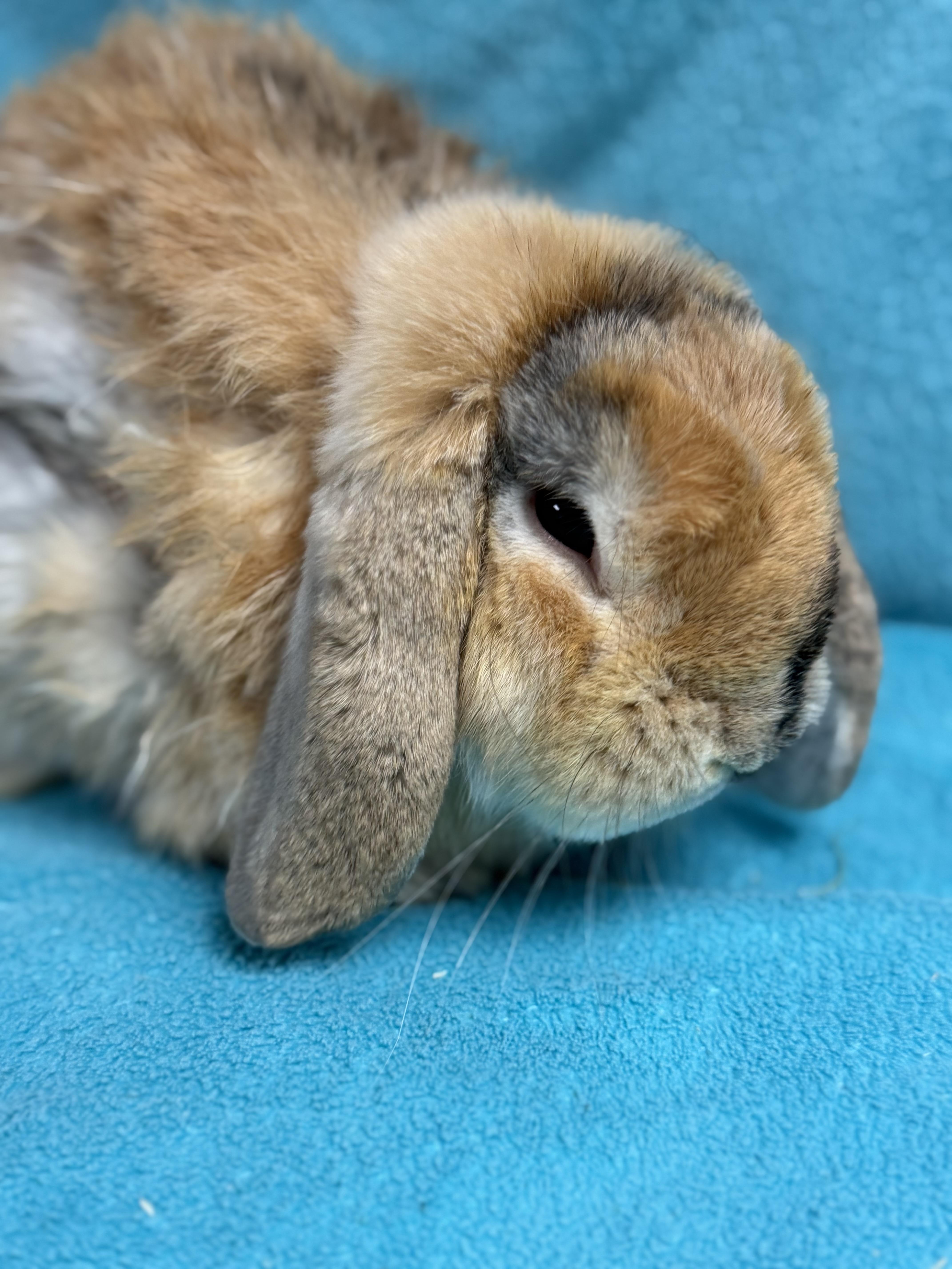 Enlarge Ben, an adopted Holland Lop in Edinburg, PA image 2/6