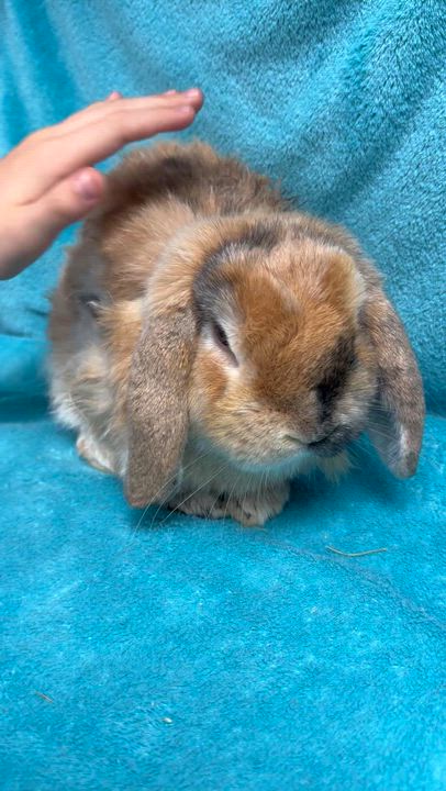 Enlarge Ben, an adopted Holland Lop in Edinburg, PA video 4/6