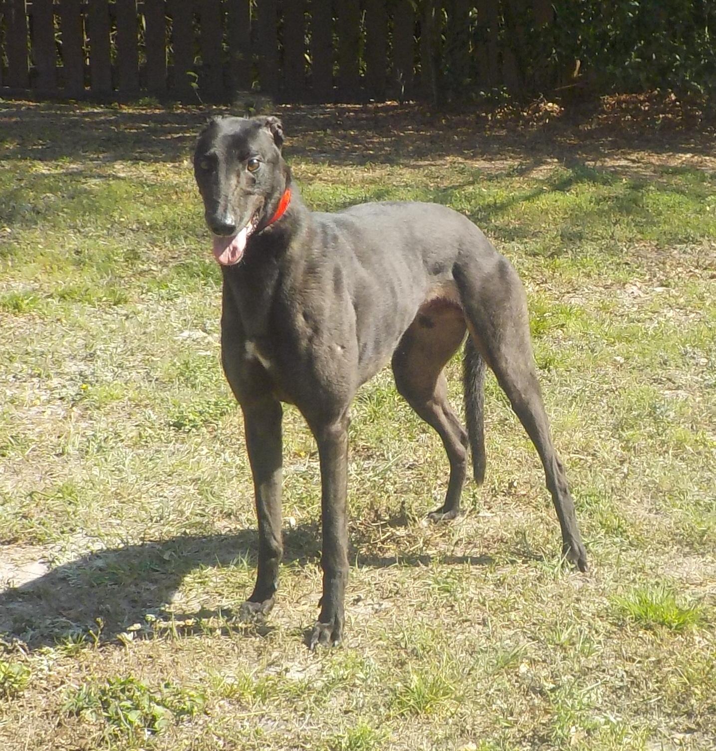 TRENT  (Prison Trained Greyhound)
