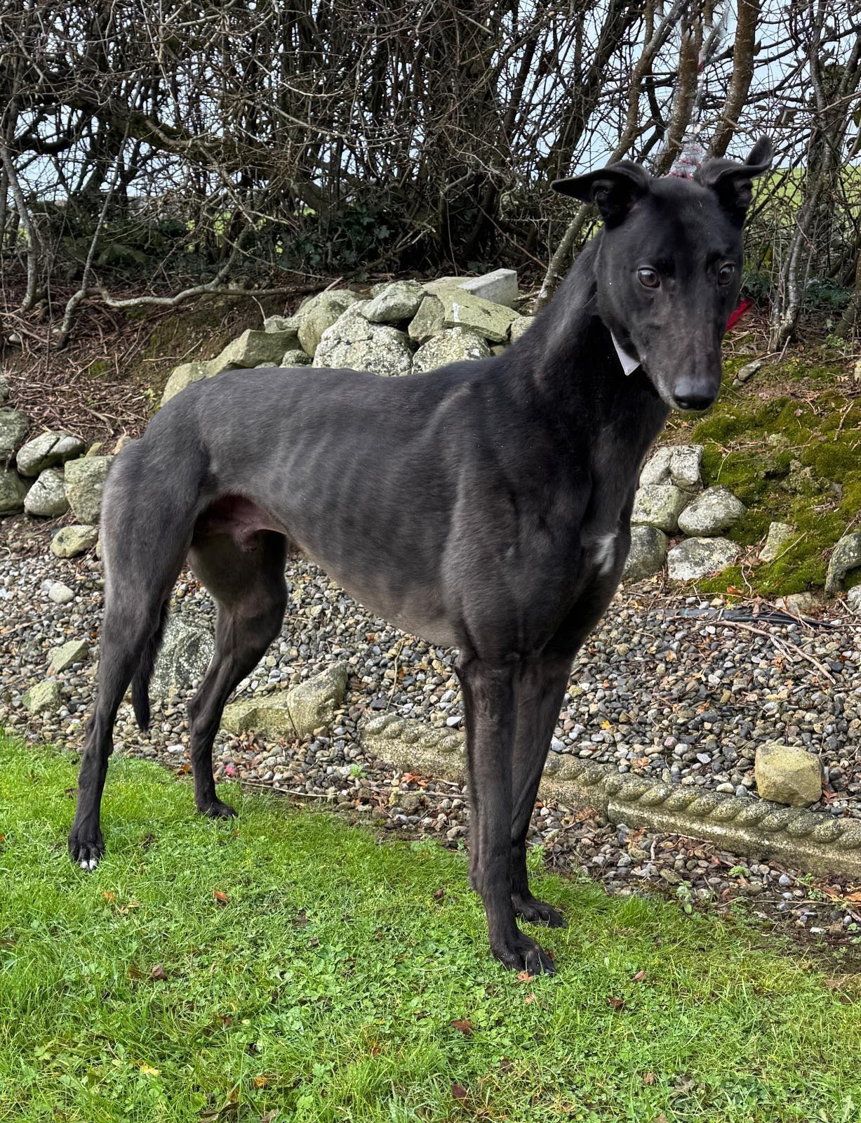 TRENT (Prison Trained Greyhound) photo 2