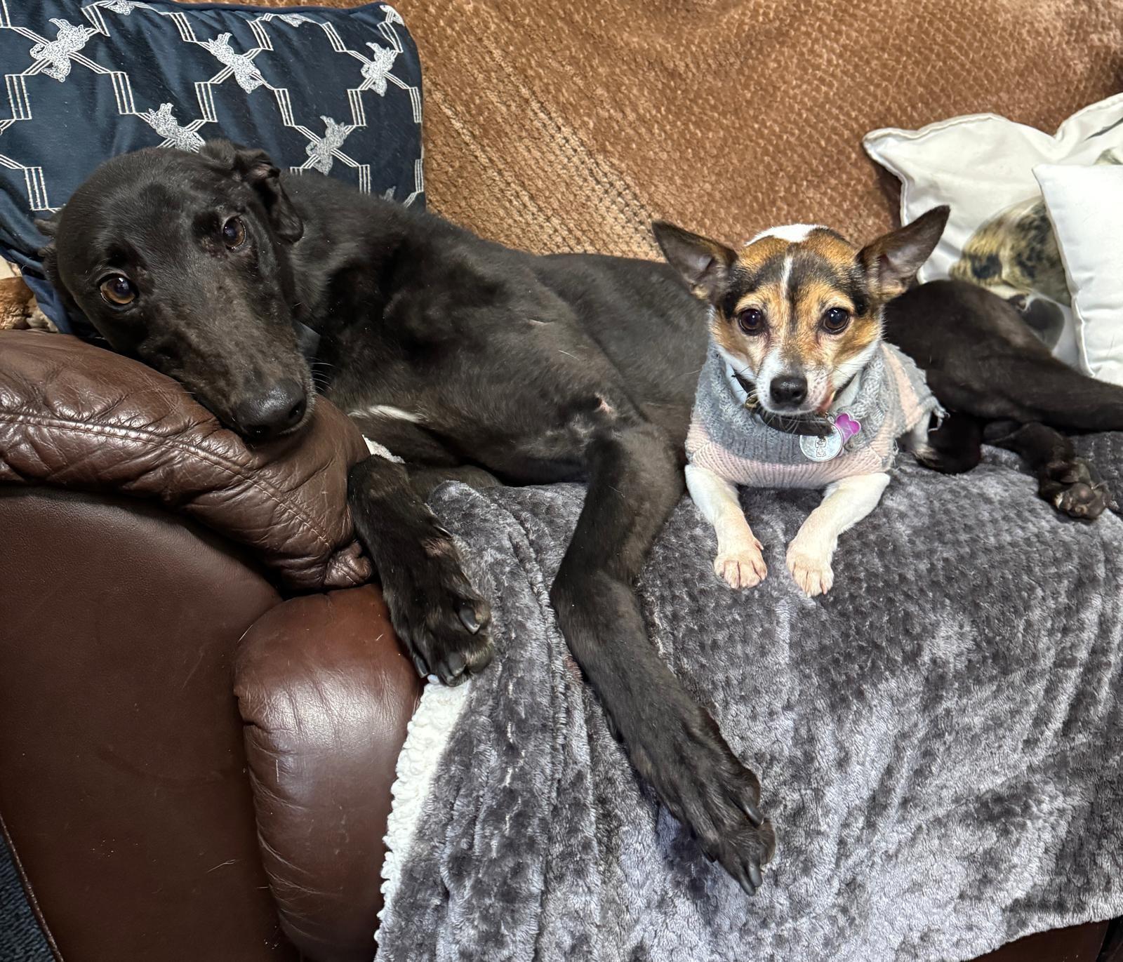 TRENT  (Prison Trained Greyhound)