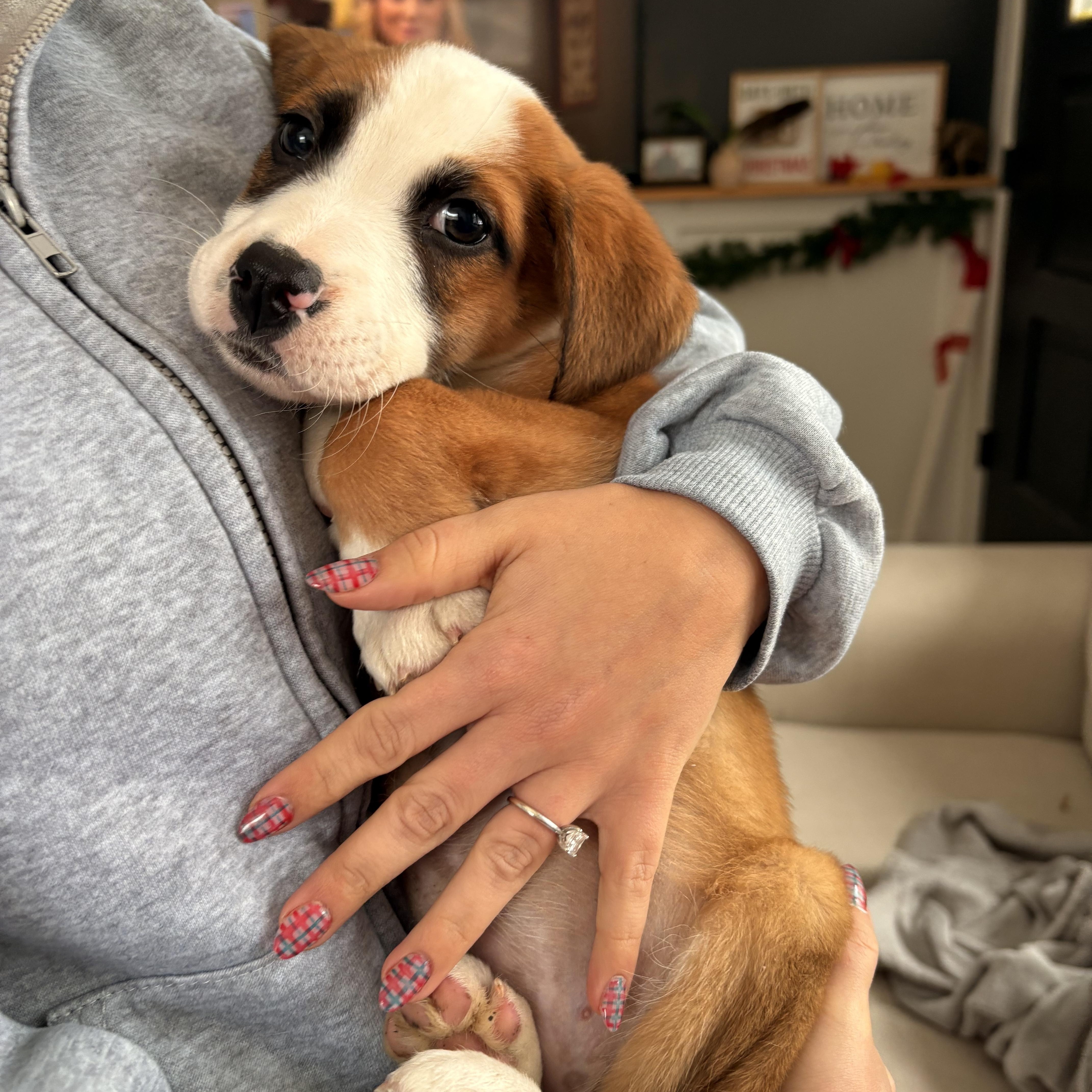 Enlarge Aspen, a Adoptable mixed breed in Hillsdale, NY image 4/4