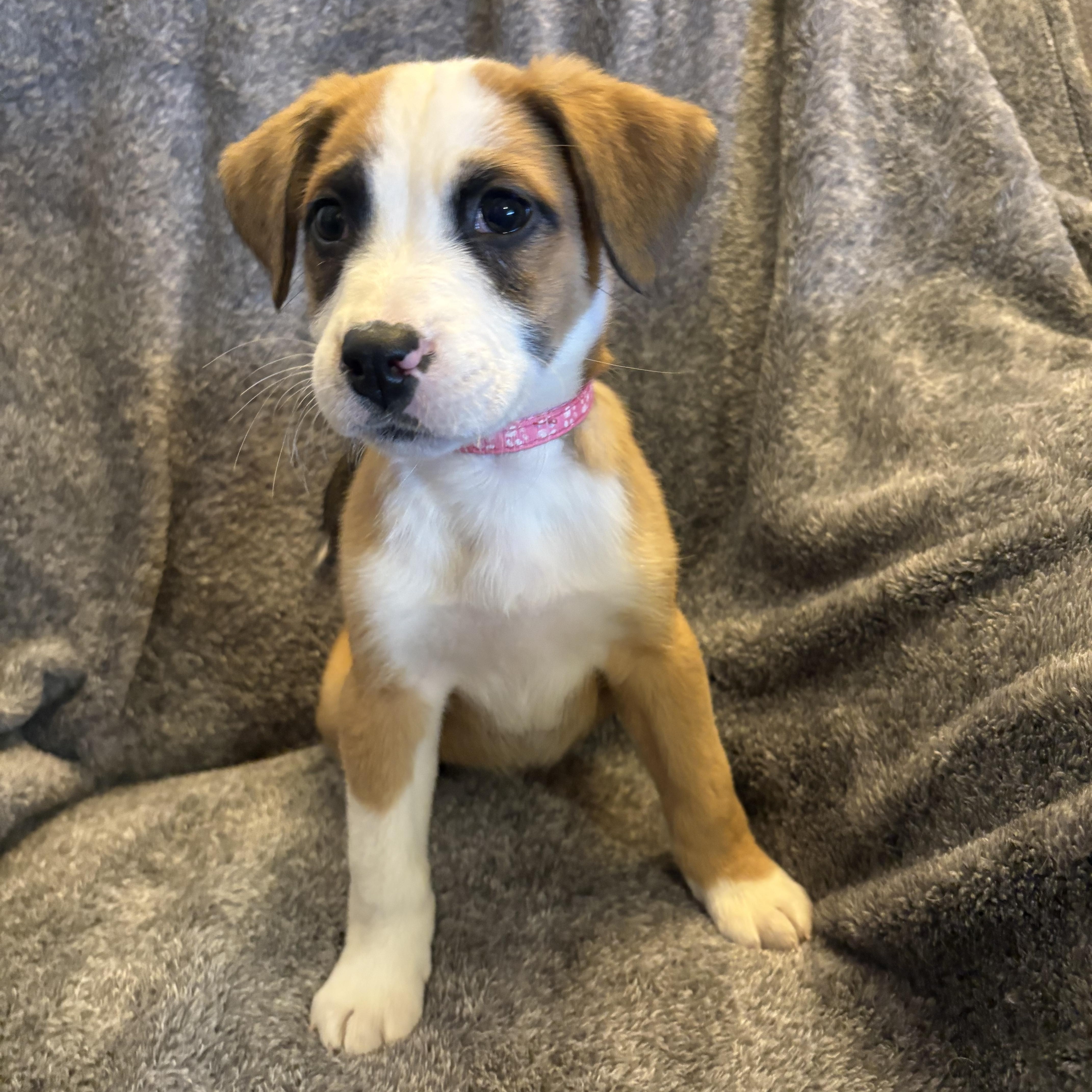 Enlarge Aspen, a Adoptable mixed breed in Hillsdale, NY image 2/4