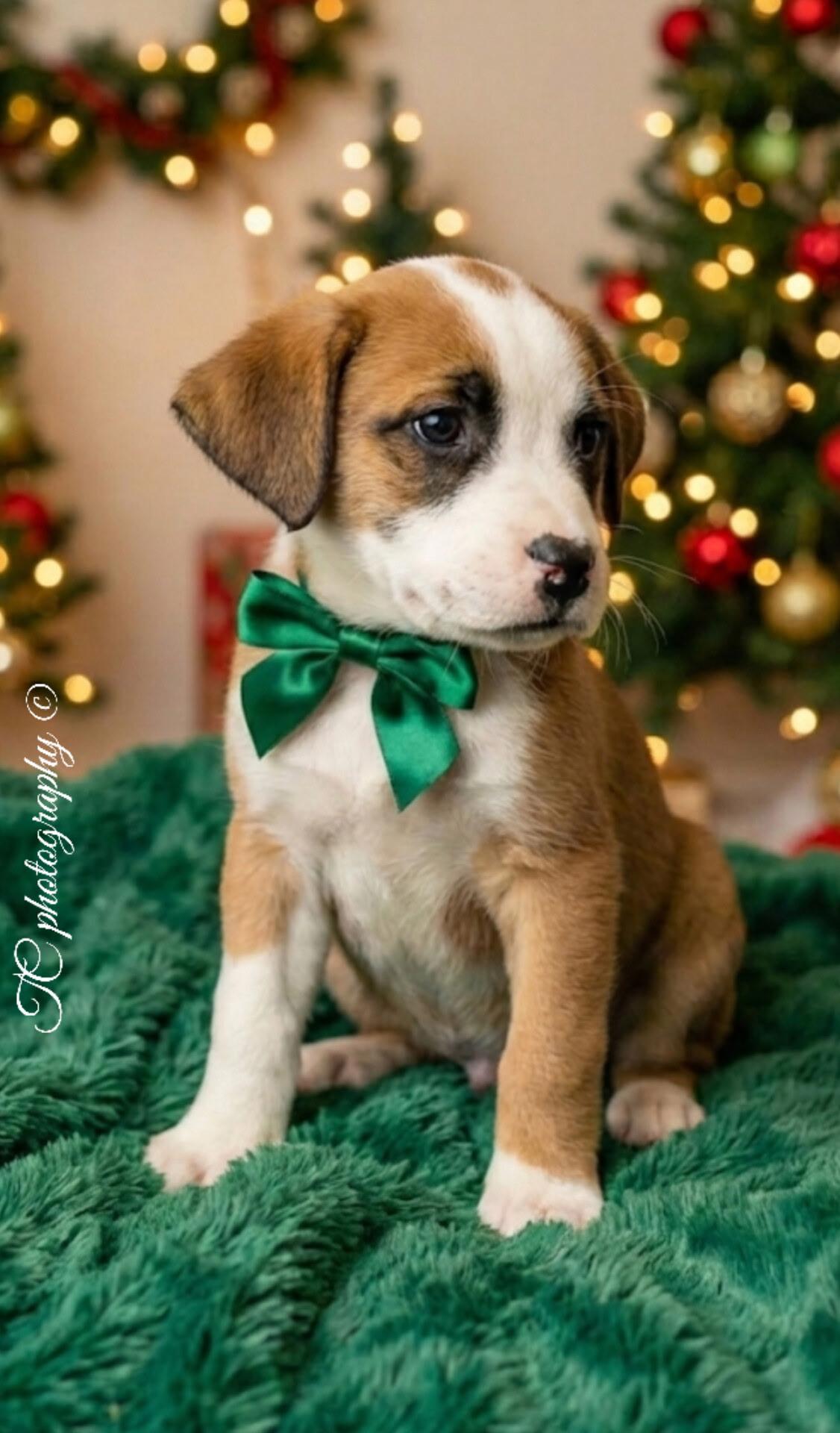 Enlarge Aspen, a Adoptable mixed breed in Hillsdale, NY image 3/4