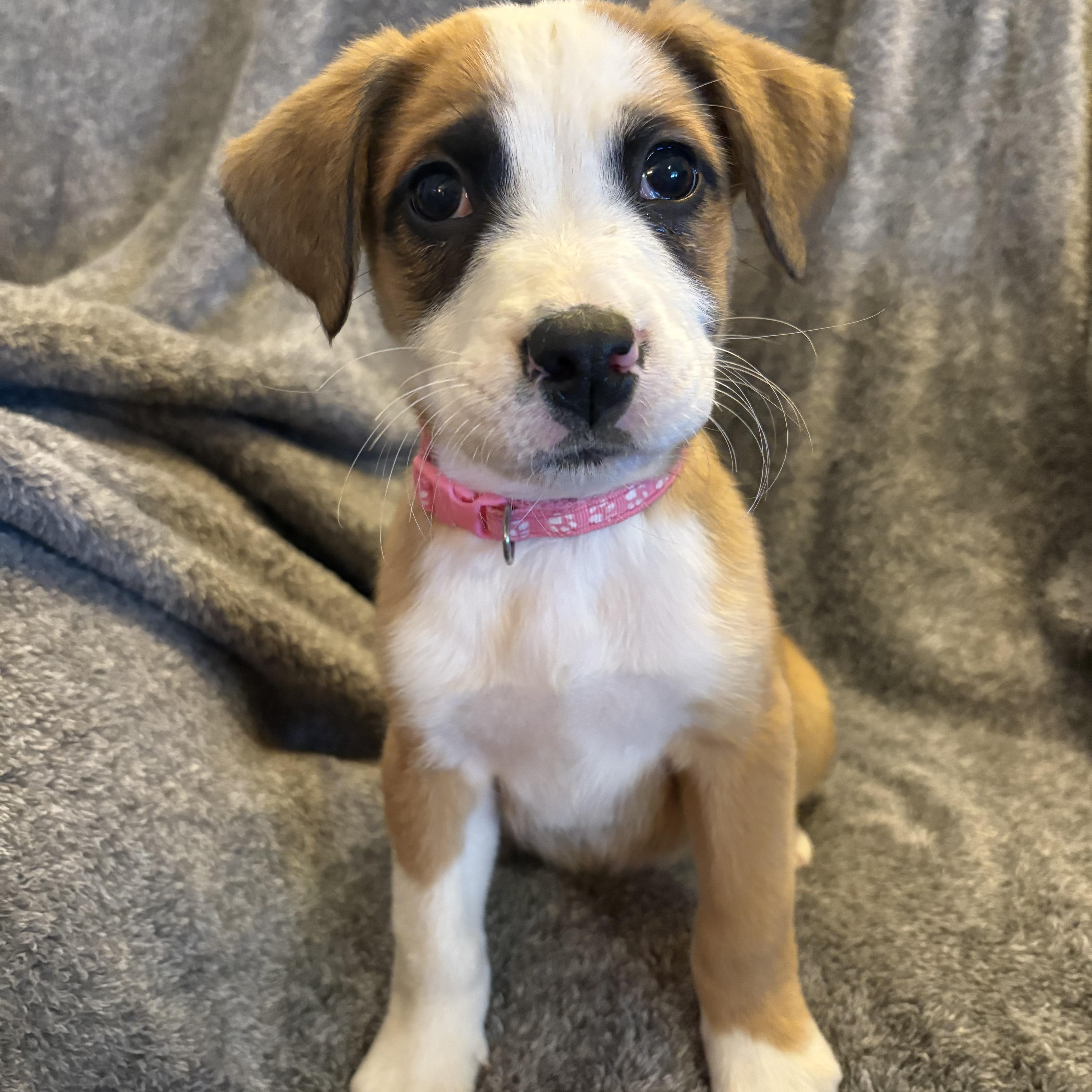 Enlarge Aspen, a Adoptable mixed breed in Hillsdale, NY image 1/4