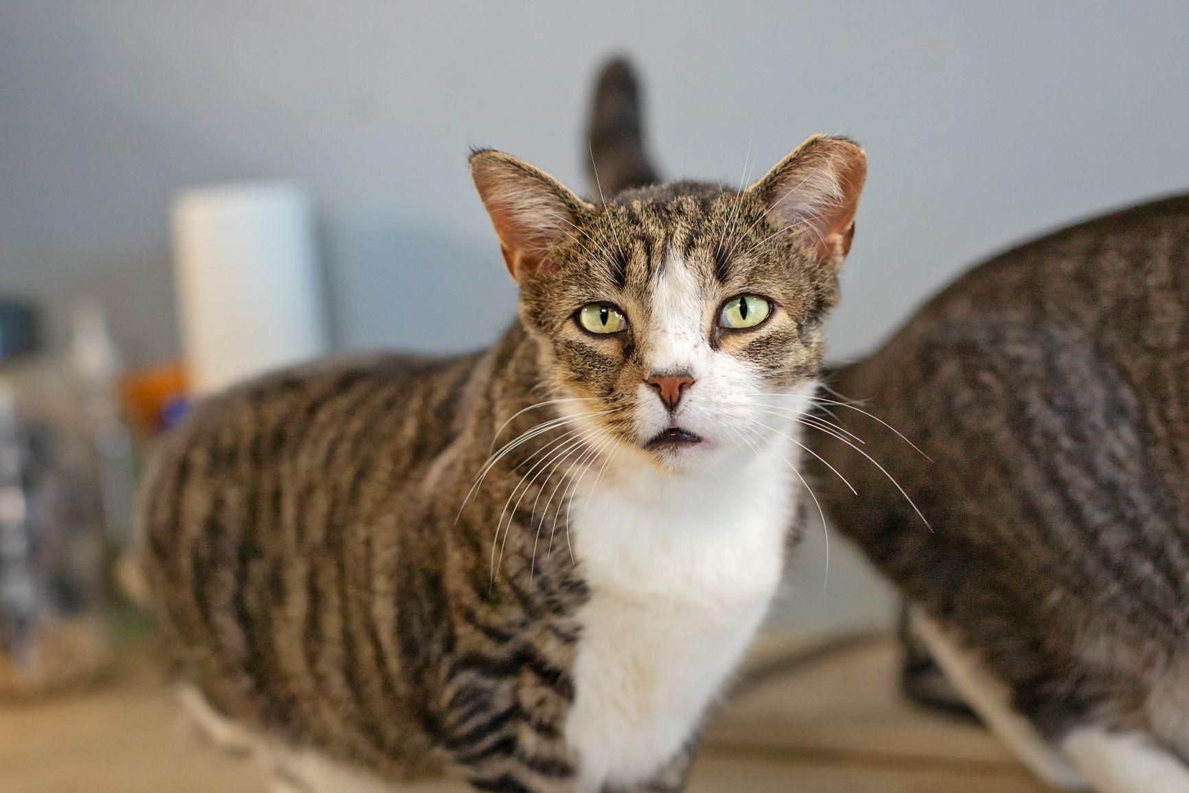 JJ, adopted, Adult Male Domestic Short Hair.