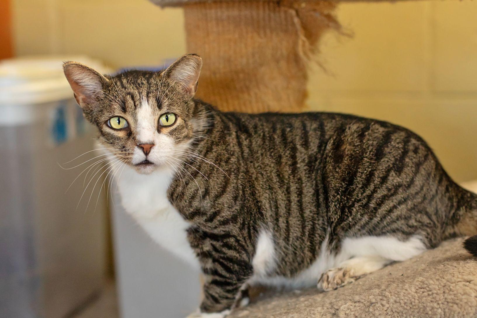 JJ, an adopted Domestic Short Hair in Landenberg, PA image 2/4