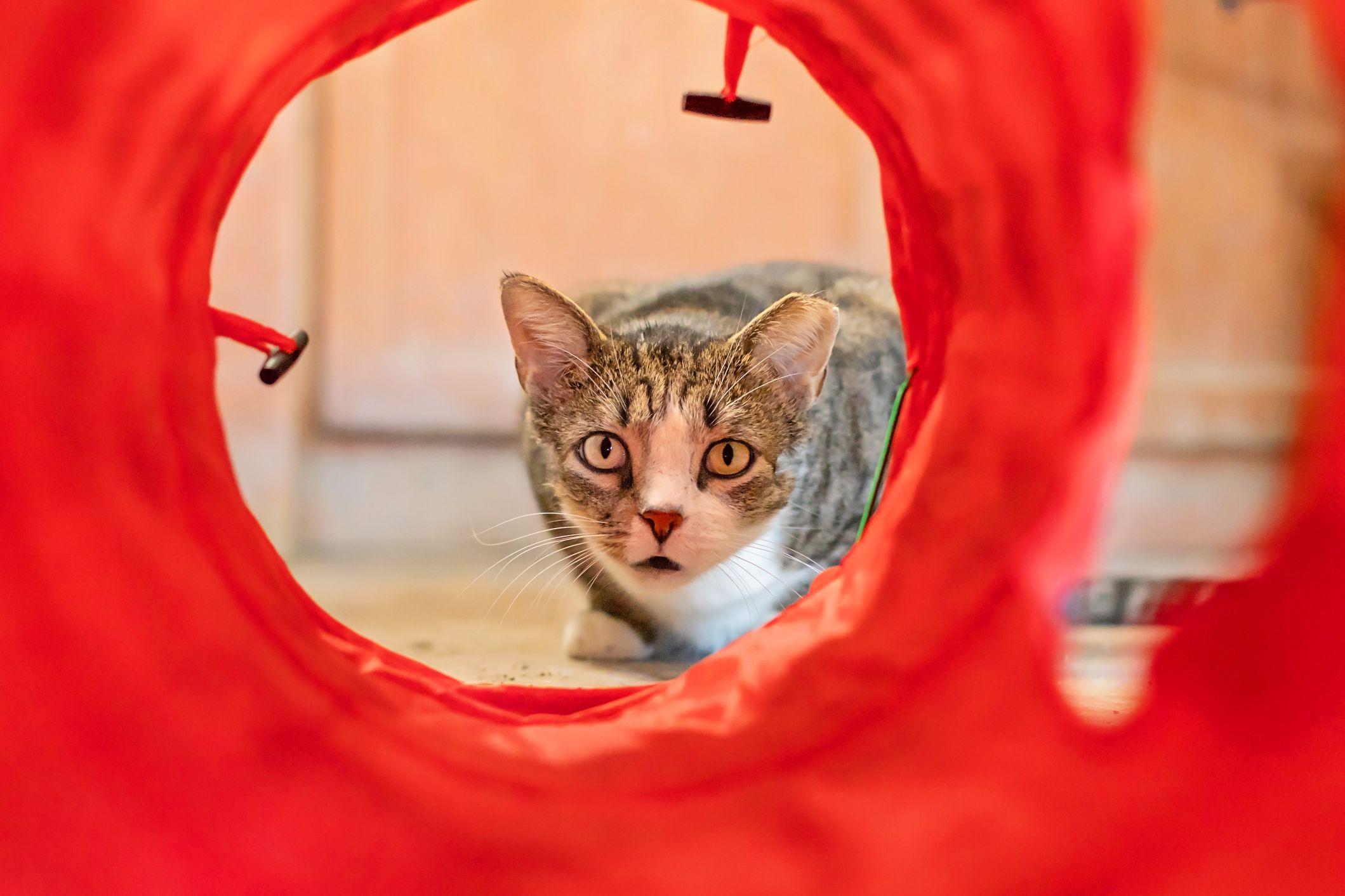 JJ, an adopted Domestic Short Hair in Landenberg, PA image 4/4