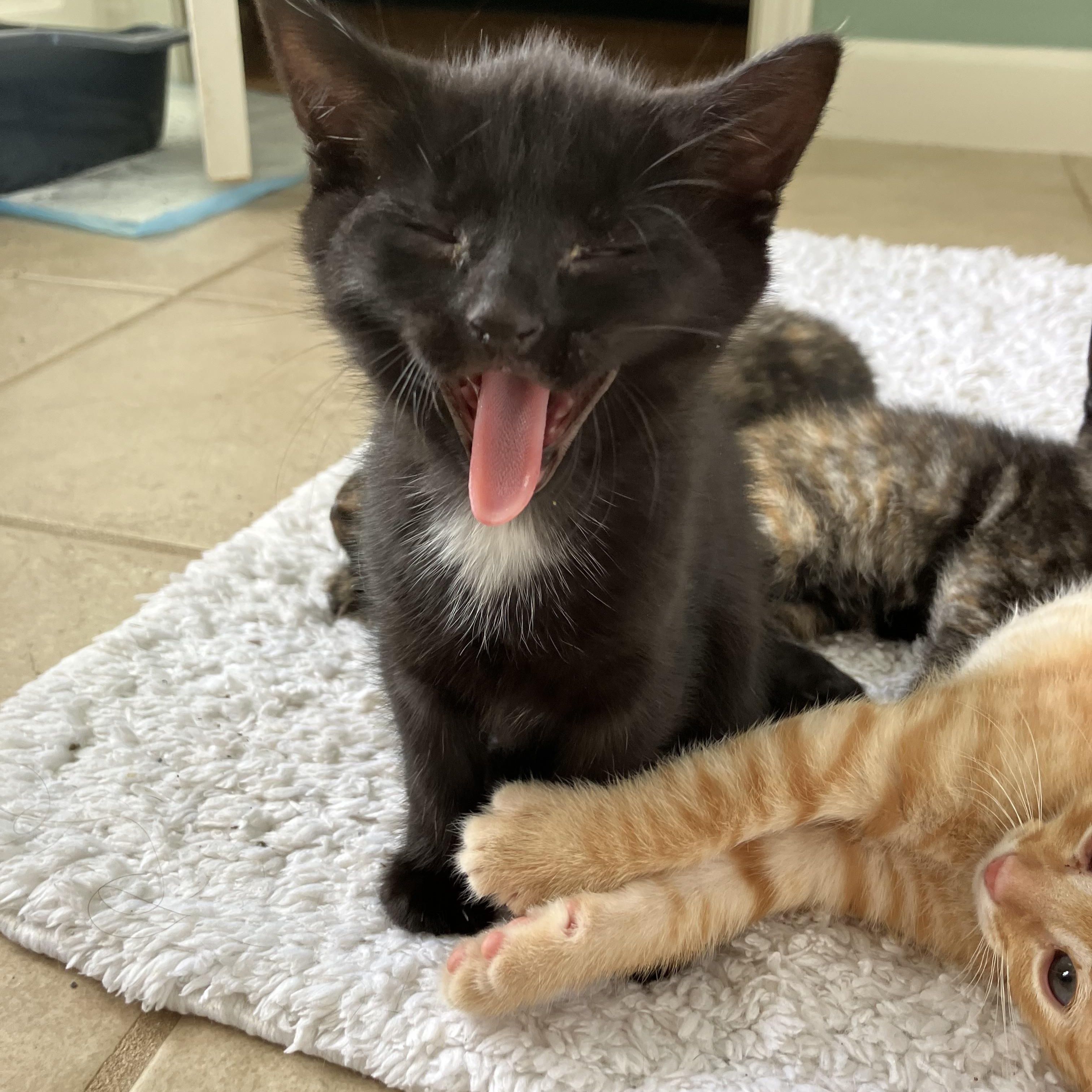 Enlarge Daisy, an adopted Domestic Short Hair in Easley, SC image 3/3