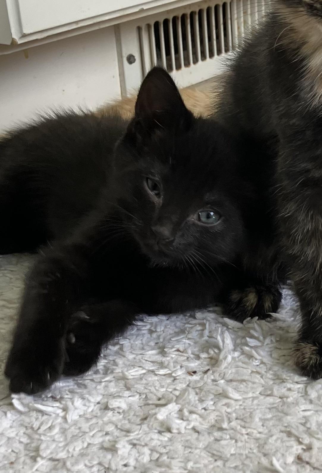 Enlarge Daisy, an adopted Domestic Short Hair in Easley, SC image 2/3