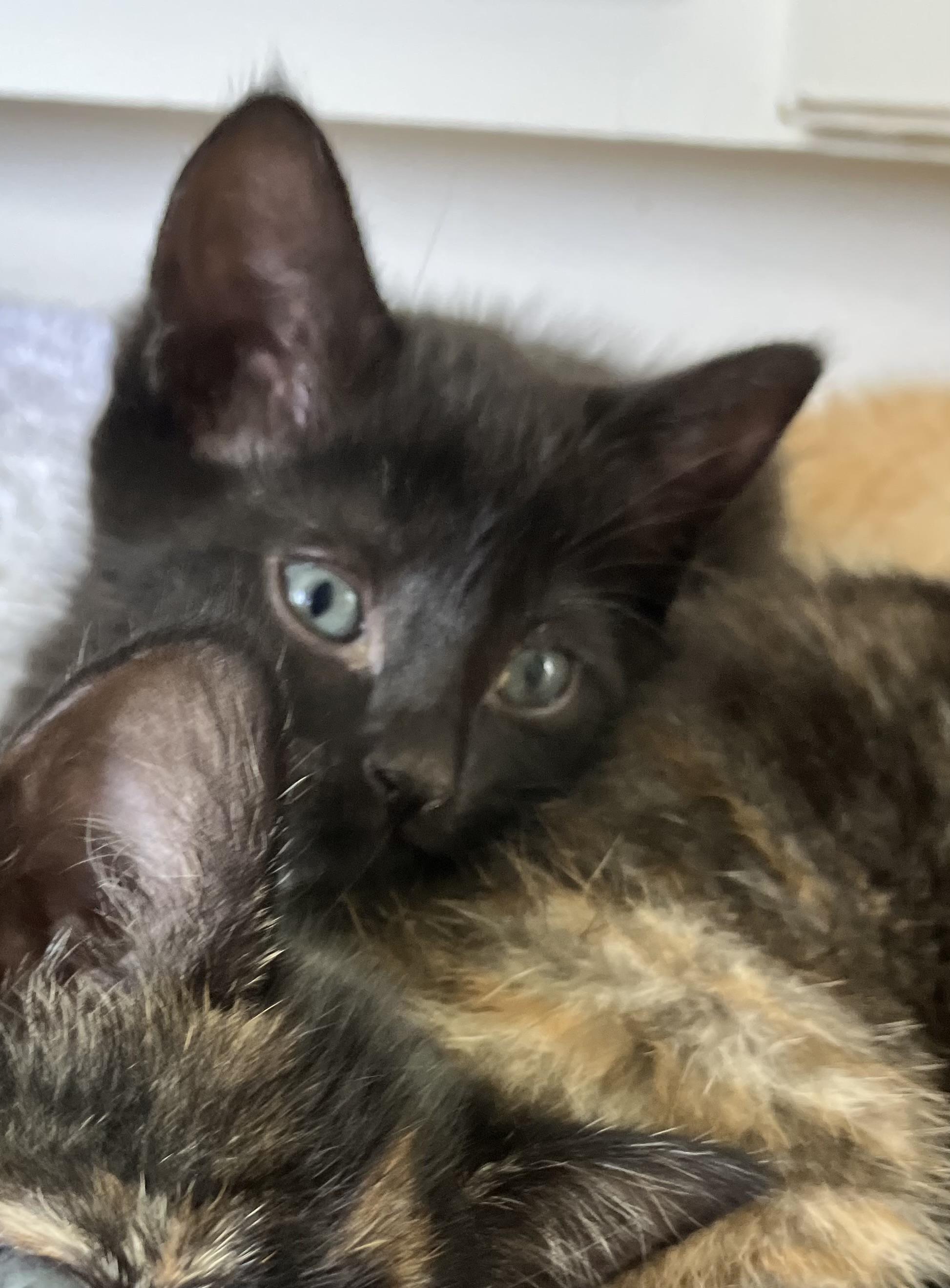 Daisy, adopted, Kitten Female Domestic Short Hair.