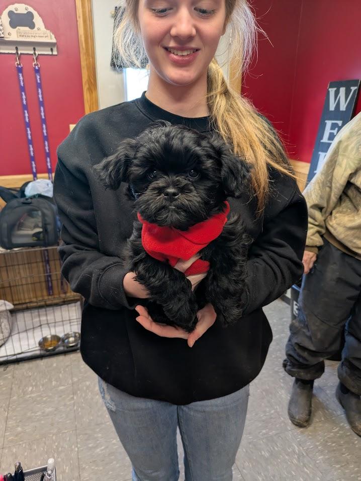 Bear, adoptable, Puppy Male Shih poo.