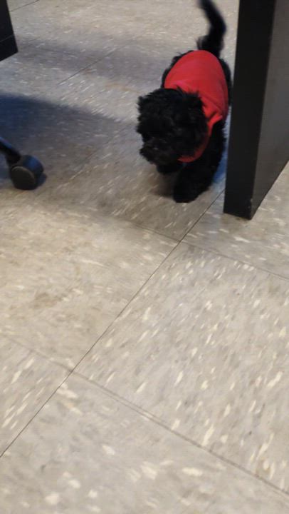 Enlarge Bear, an adoptable Shih poo in Covington, VA video 2/2