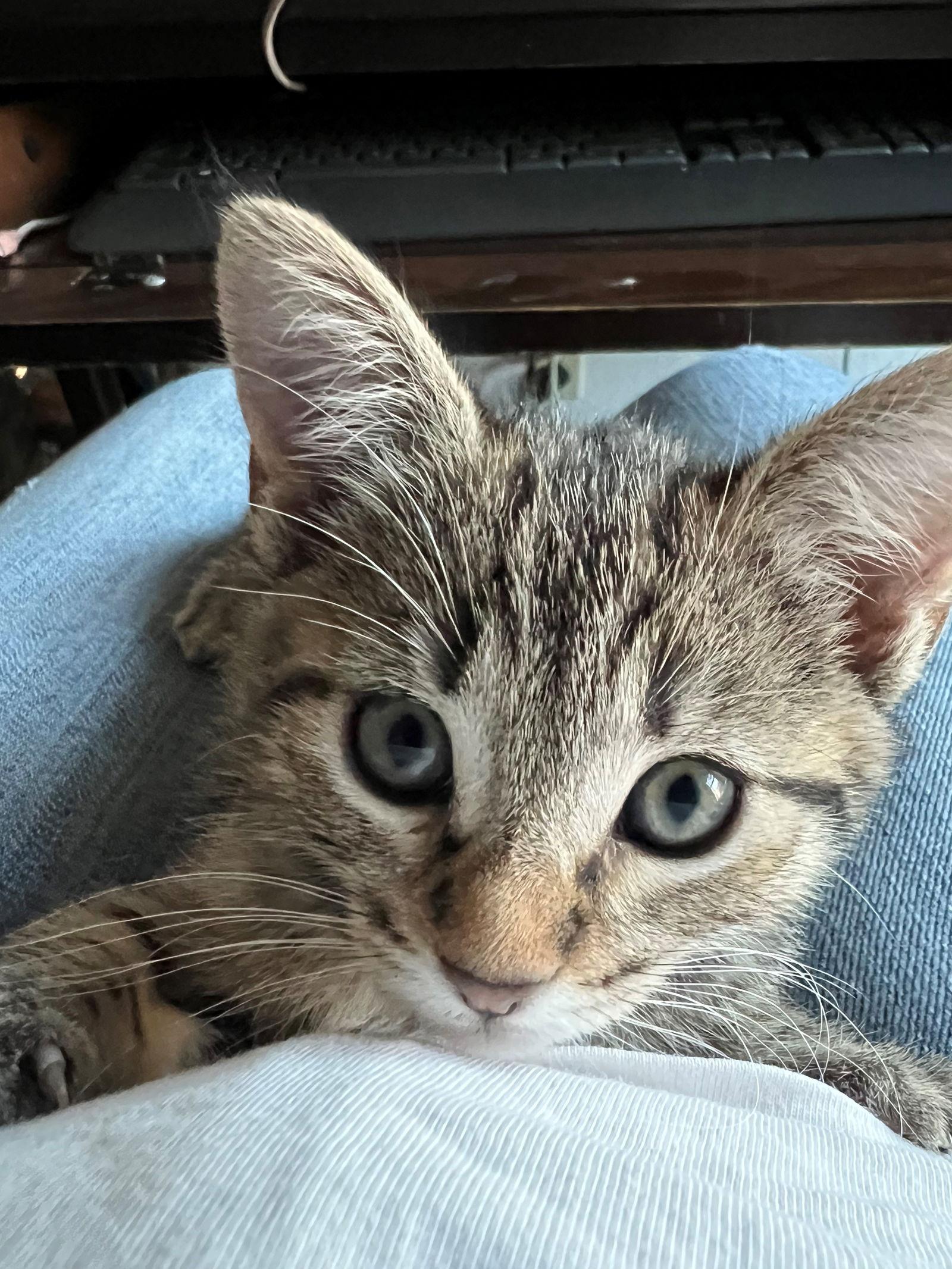 Enlarge Fleur, a Adoptable Domestic Short Hair in Scottsdale, AZ image 3/3