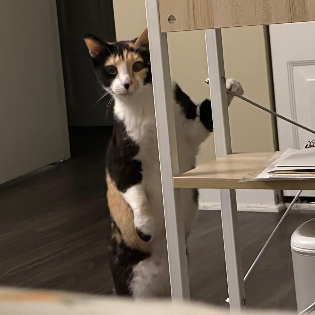 Turtle (Cheesecake), Adoptable, Adult Female Domestic Short Hair.