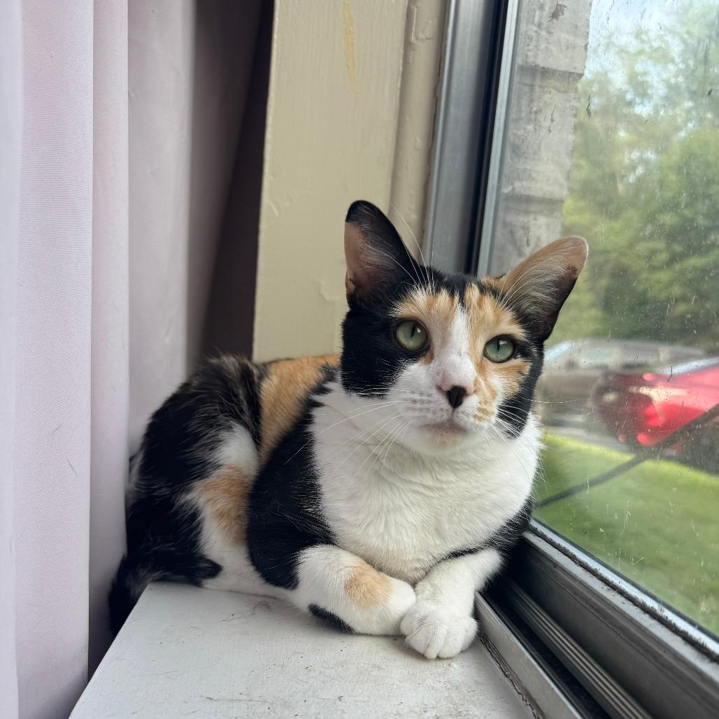 Enlarge Turtle (Cheesecake), a Adoptable Domestic Short Hair in Gibsonia, PA image 2/6