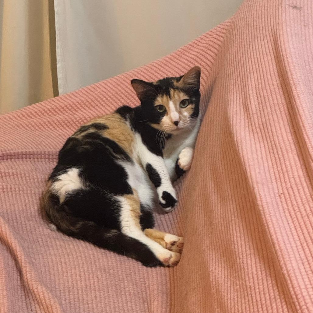 Enlarge Turtle (Cheesecake), a Adoptable Domestic Short Hair in Gibsonia, PA image 3/6