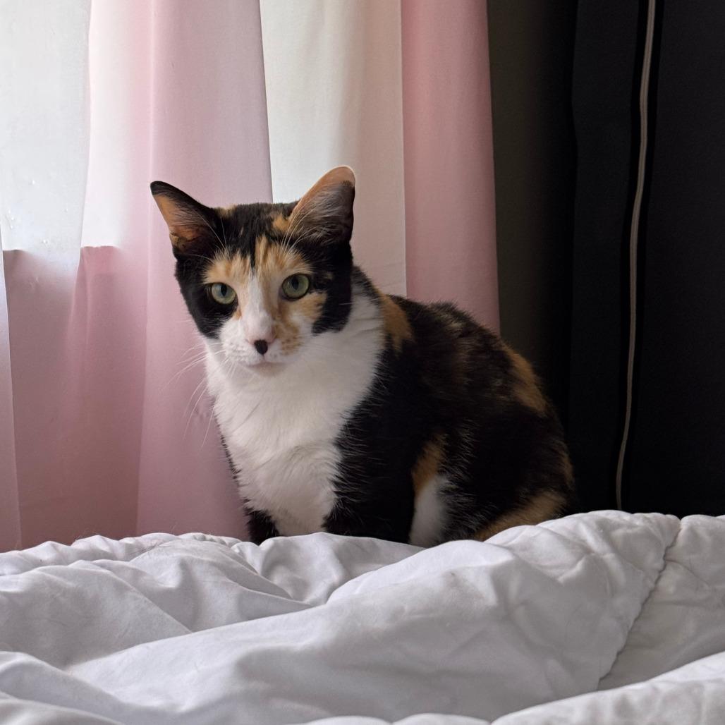 Enlarge Turtle (Cheesecake), a Adoptable Domestic Short Hair in Gibsonia, PA image 4/6