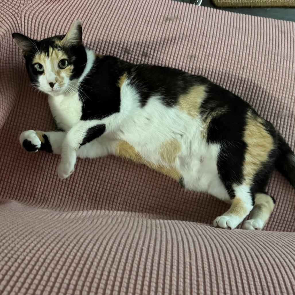 Enlarge Turtle (Cheesecake), a Adoptable Domestic Short Hair in Gibsonia, PA image 6/6