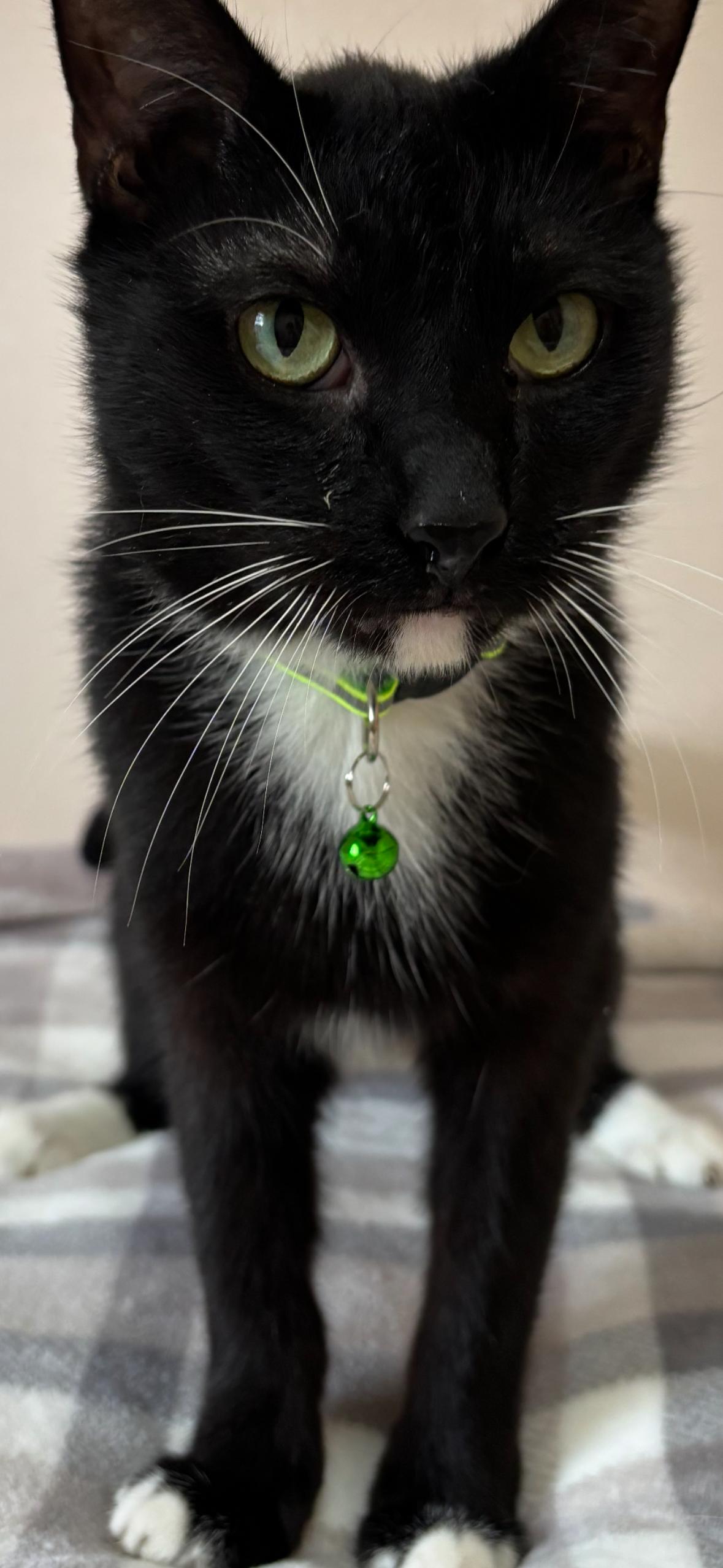 Enlarge Liam, a Adoptable mixed breed in Flushing, NY image 2/3