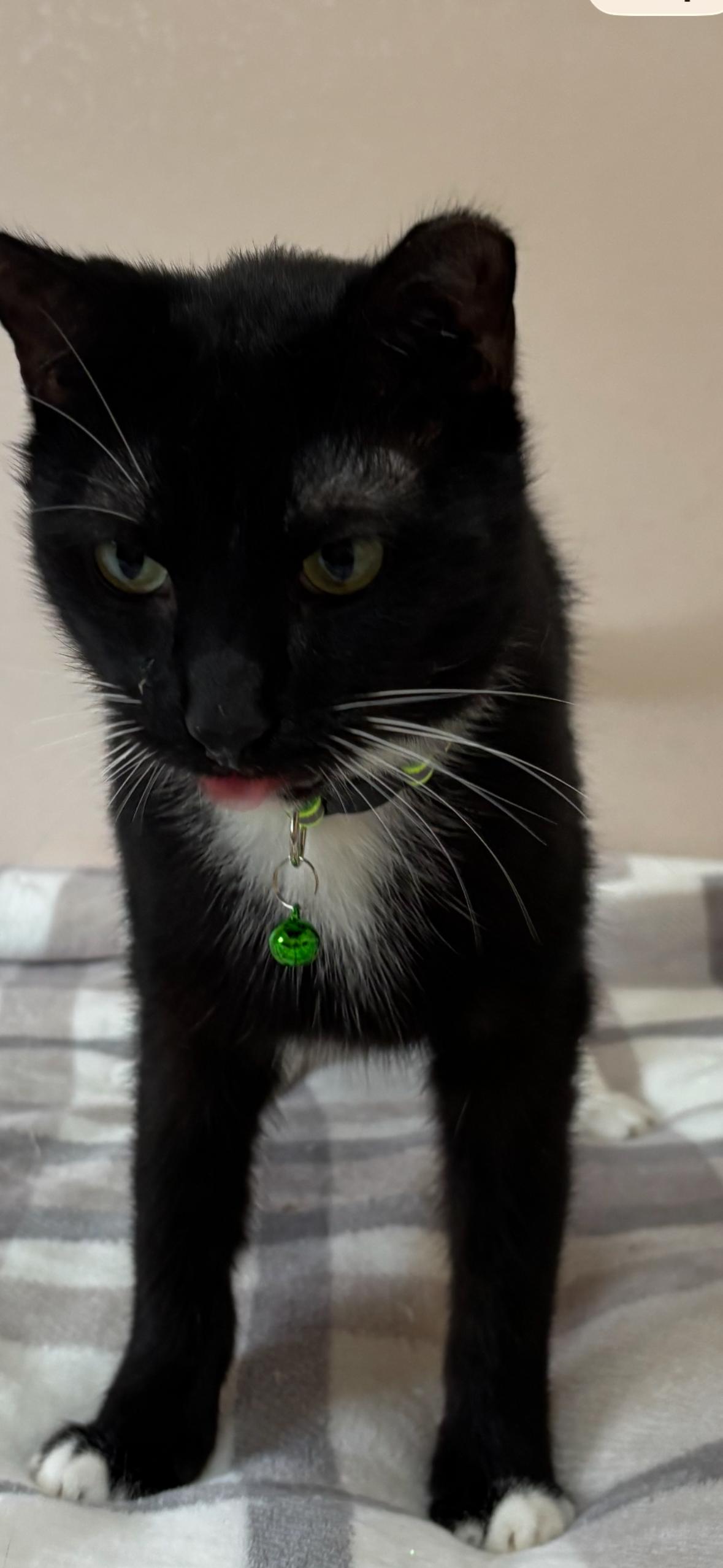 Liam, Adoptable, Adult Male Domestic Short Hair & Tuxedo.
