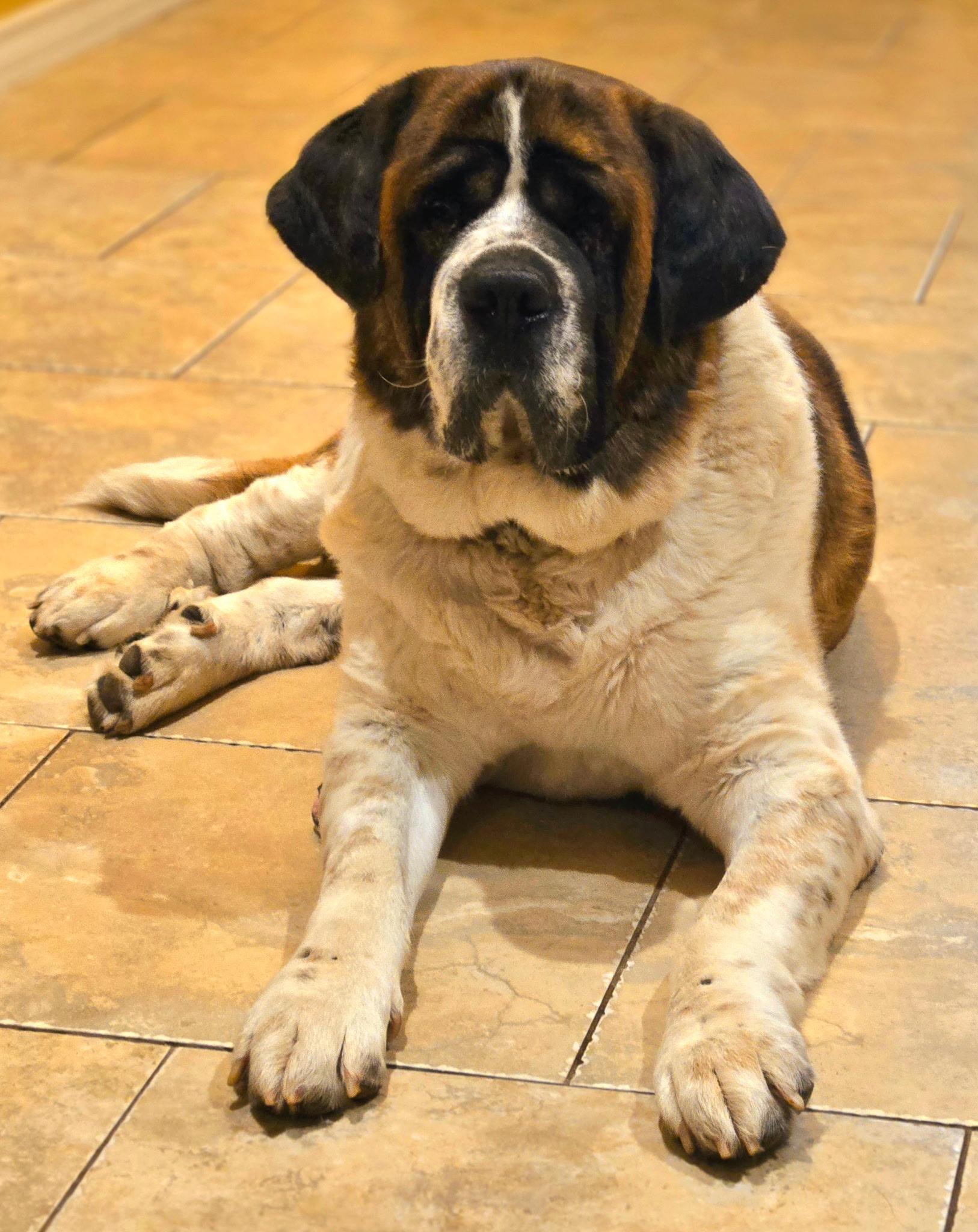 Sully, a Adoptable Saint Bernard in Magnolia, TX image 1/5