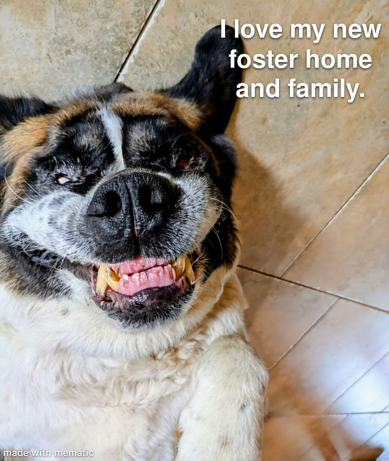 Sully, a Adoptable Saint Bernard in Magnolia, TX image 3/5