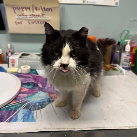 Enlarge Rosalita, a Adoptable Domestic Medium Hair in Chesapeake, VA image 1/2