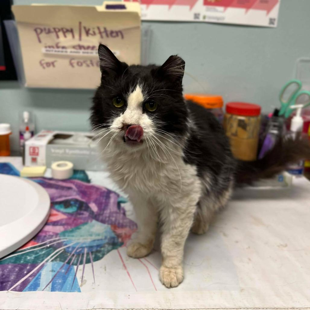 Enlarge Rosalita, a Adoptable Domestic Medium Hair in Chesapeake, VA image 2/2