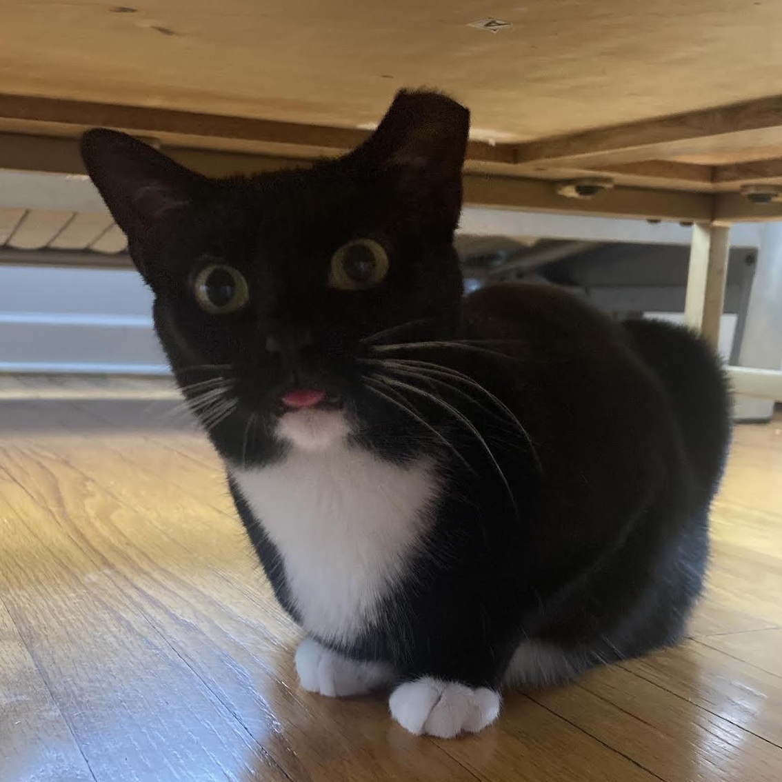 Sailor, a ADOPTABLE mixed breed in CHICAGO, IL image 3/3