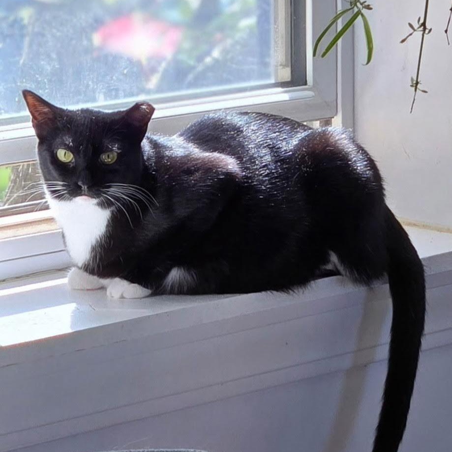 Sailor, a ADOPTABLE mixed breed in CHICAGO, IL image 2/3