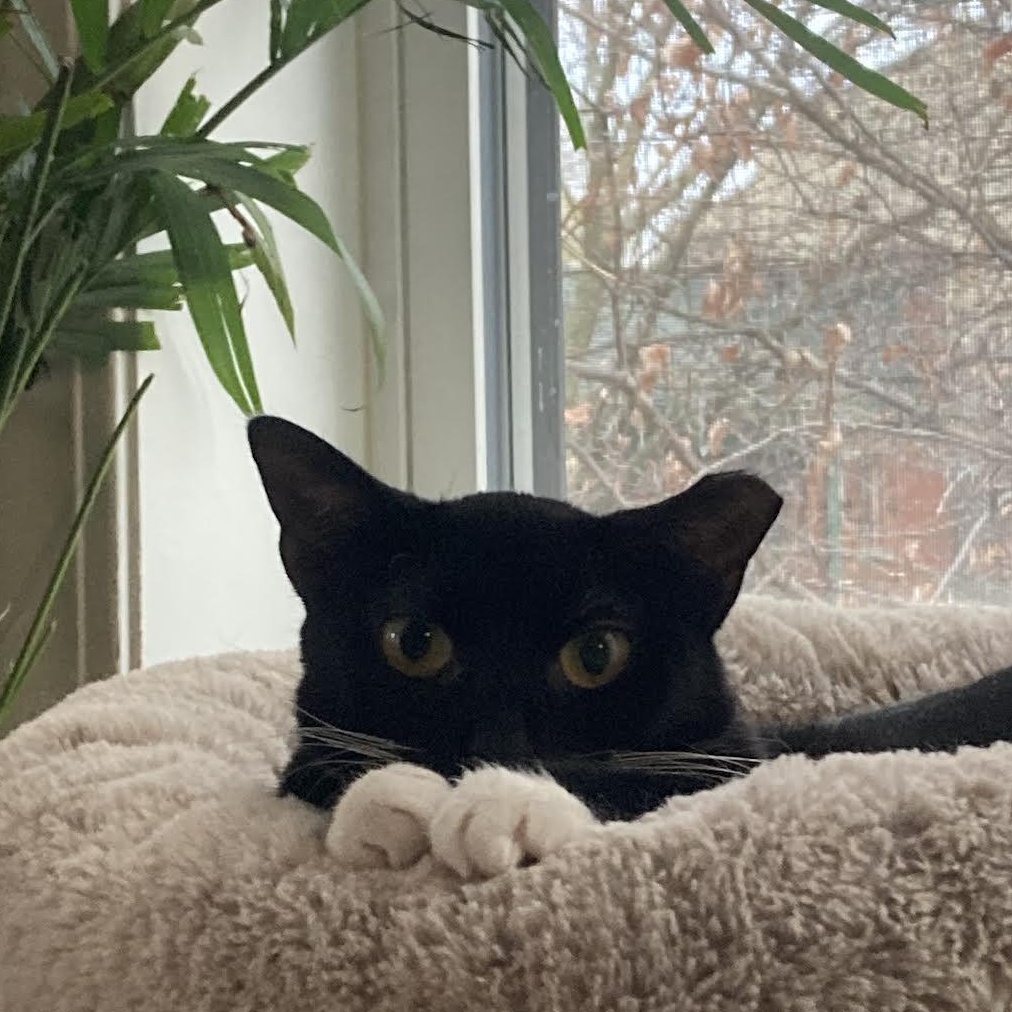 Sailor, a ADOPTABLE mixed breed in CHICAGO, IL image 1/3