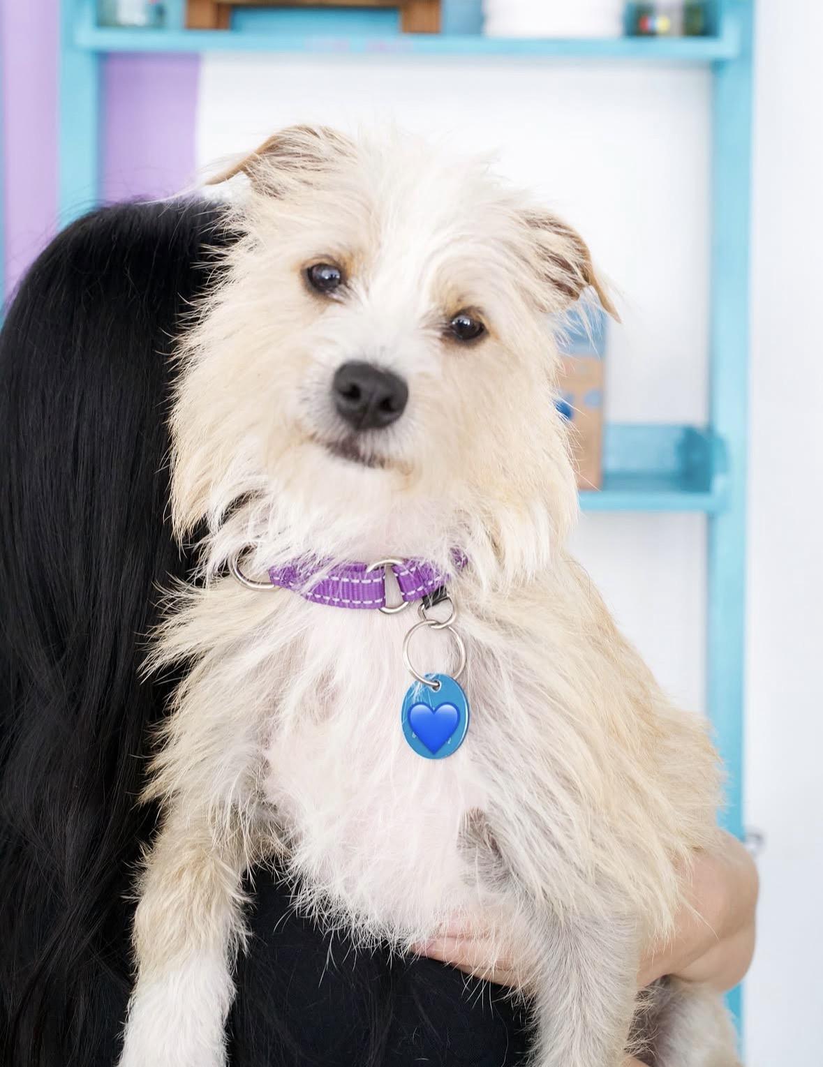 Enlarge Samantha, a Adoptable mixed breed in Pasadena, CA image 4/5